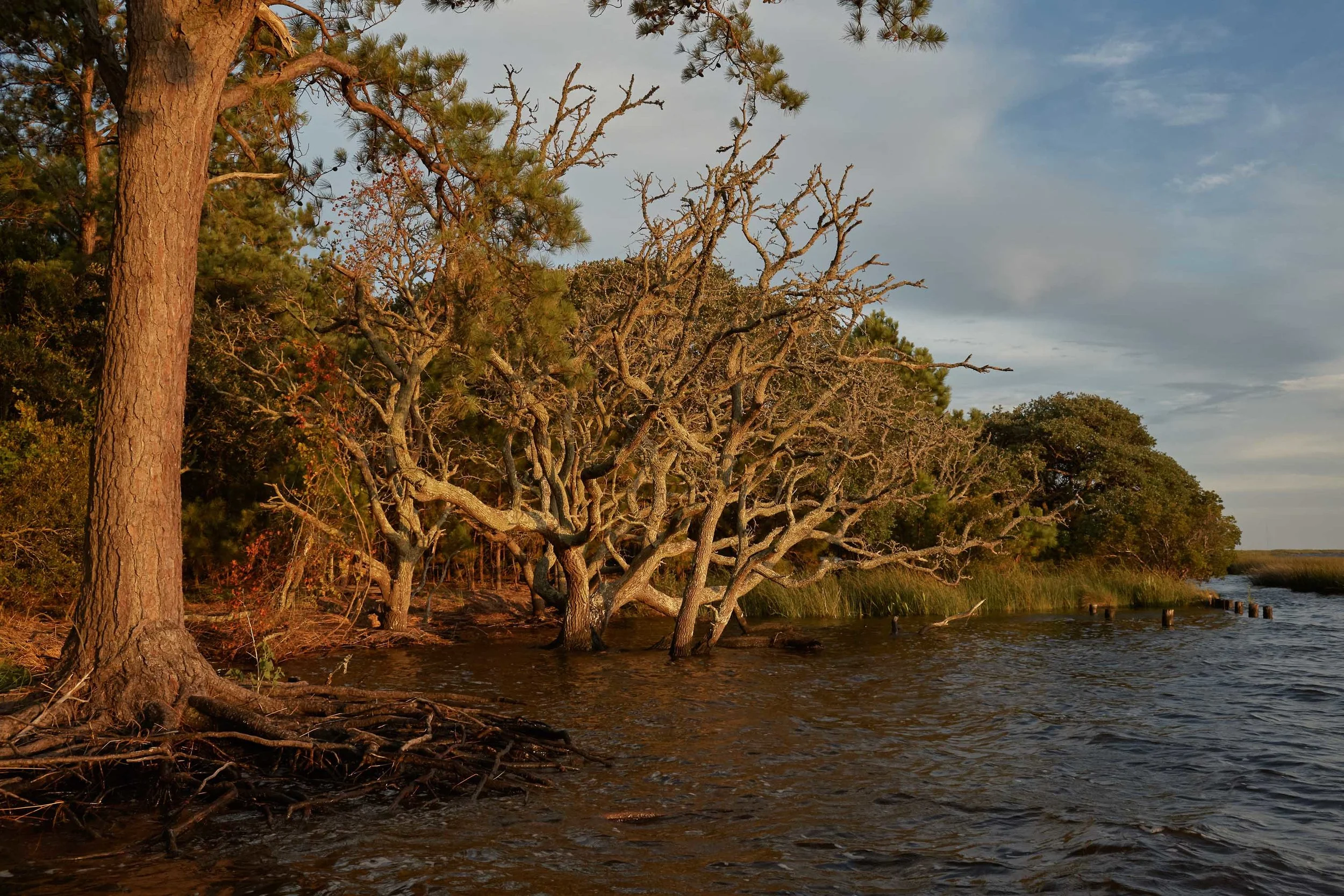 Trees killed by saltwater intrusion outer banks