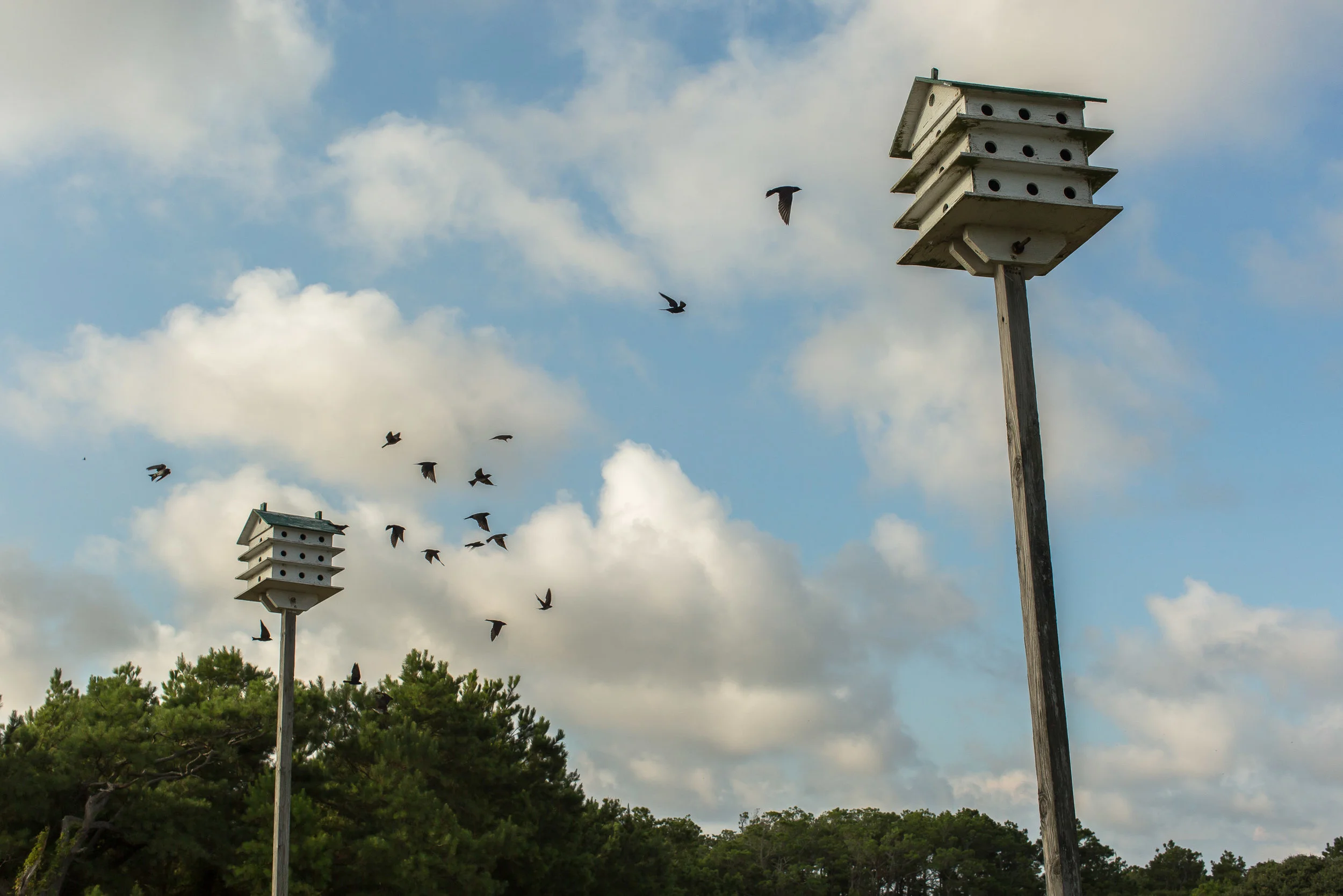 Purple Martins fly around their birdhouse