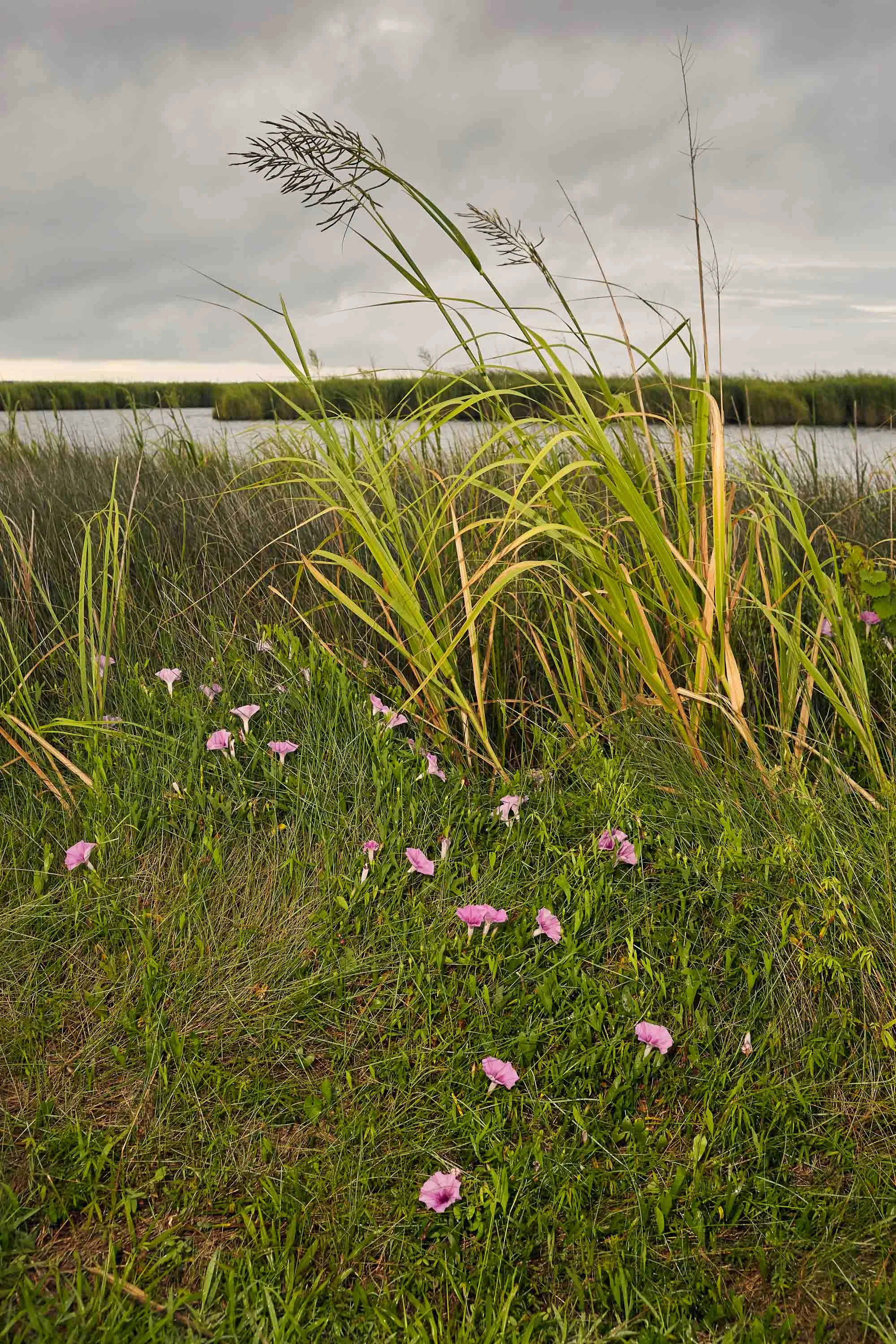Photo of marsh grass and morning glories
