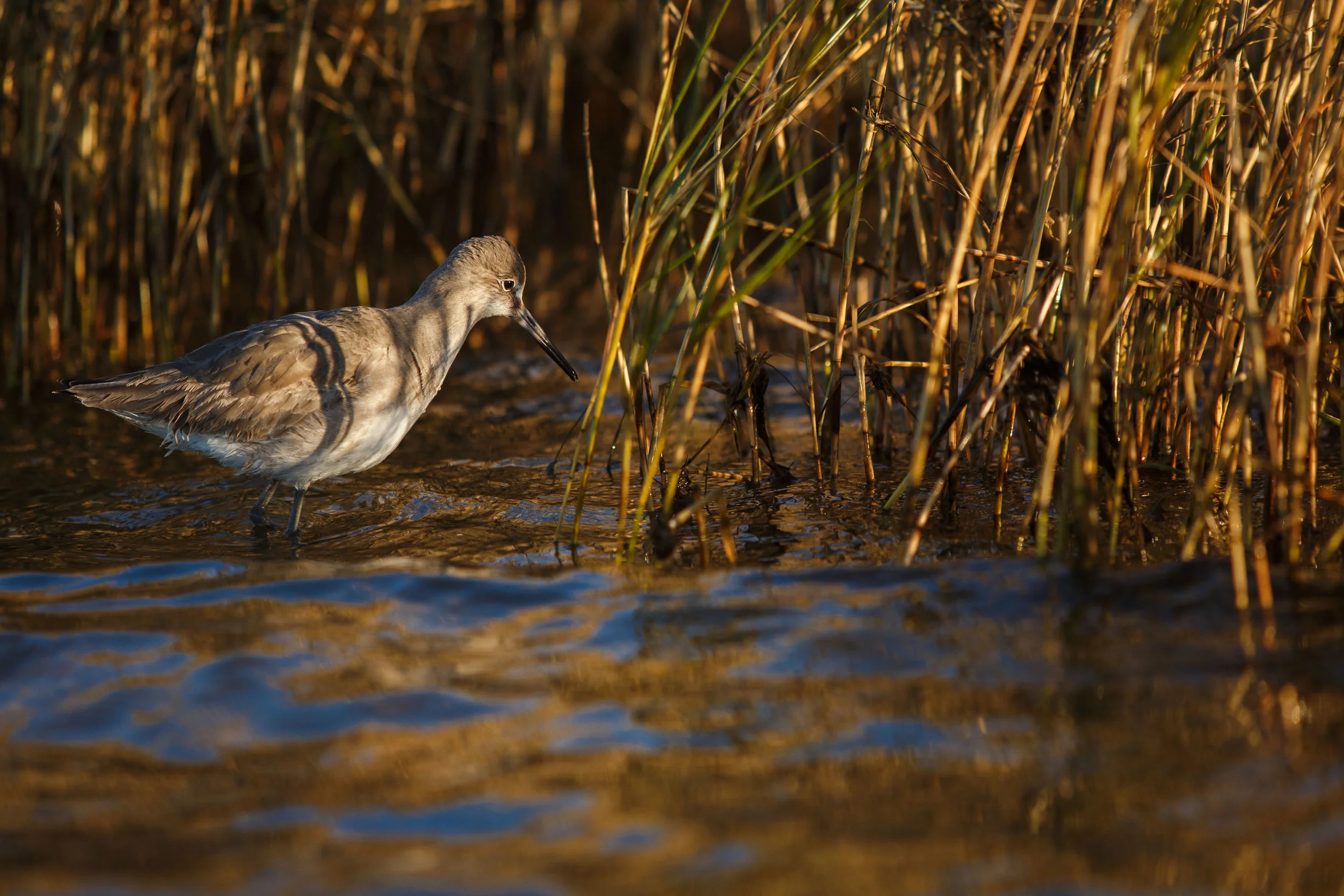 A climate-endangered species of Sandpiper known as a Willet ( Tringa semipalmata) searches for prey in the balding marsh grass at the edge of the cemetery.