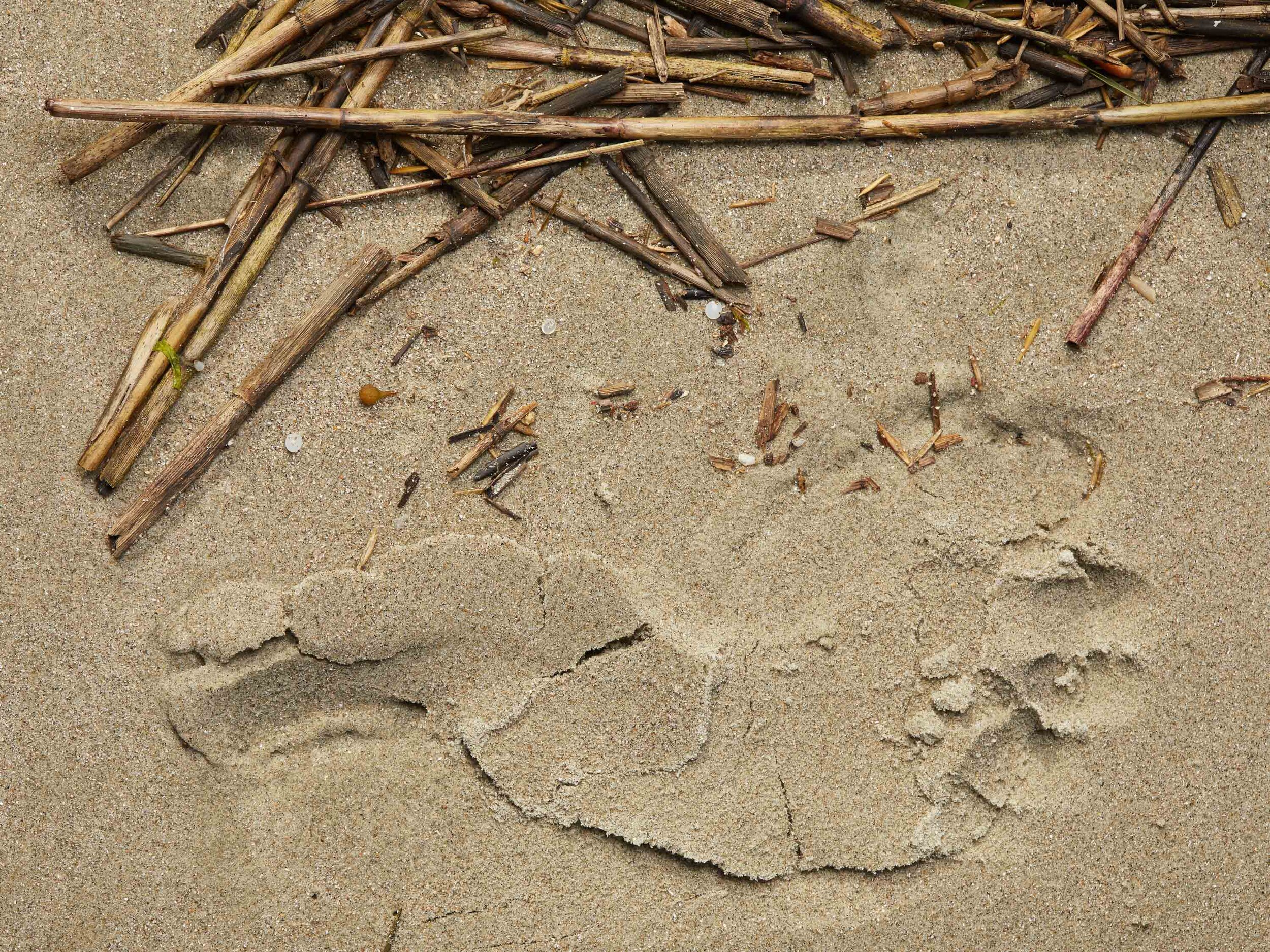  Can you spot the nurdles next to this human footprint on Sullivan’s Island? 