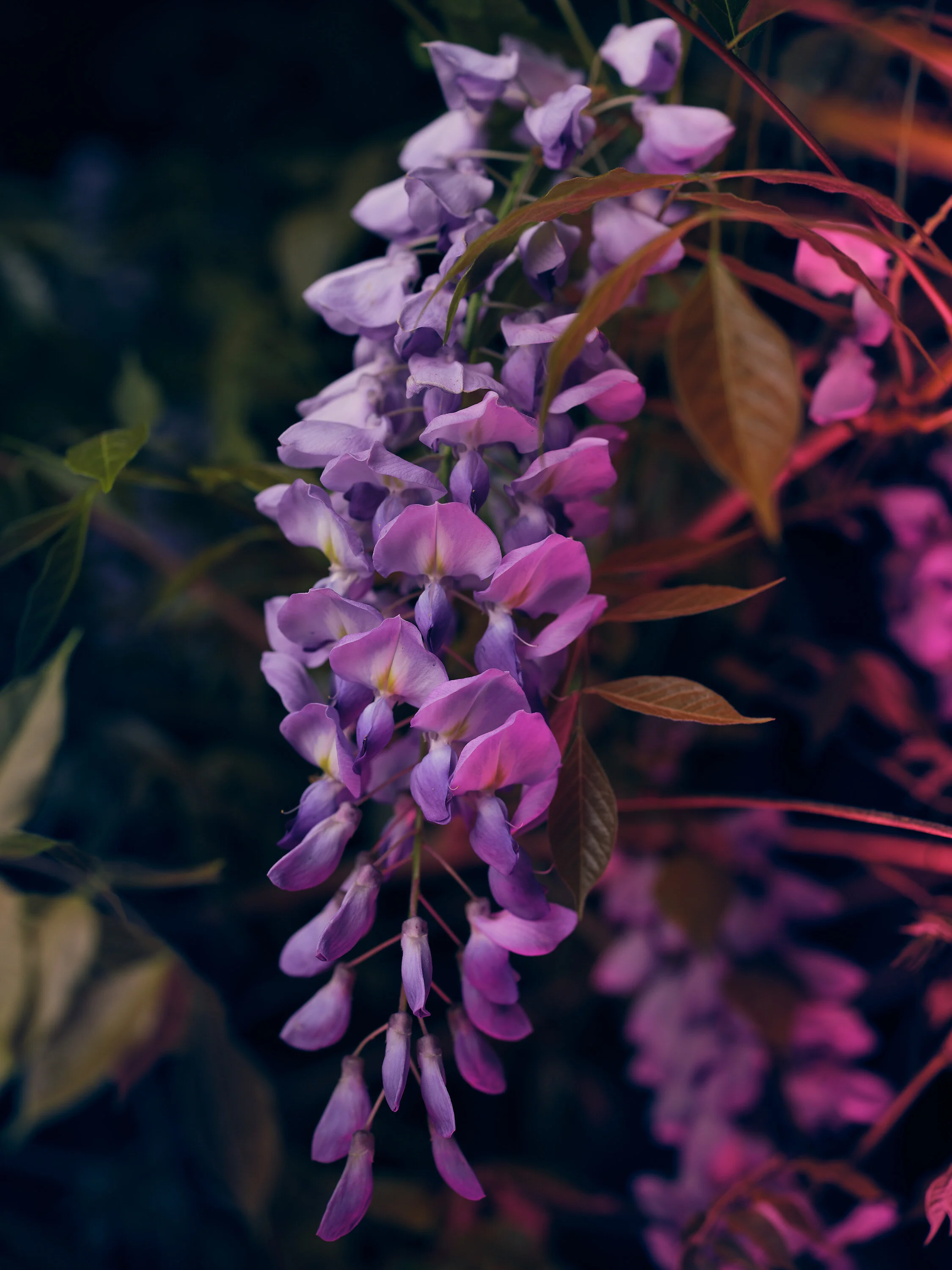  Wisteria Study I. Wisteria is an invasive plant that blooms in the spring, but ultimately can kill the tree that it climbs.  