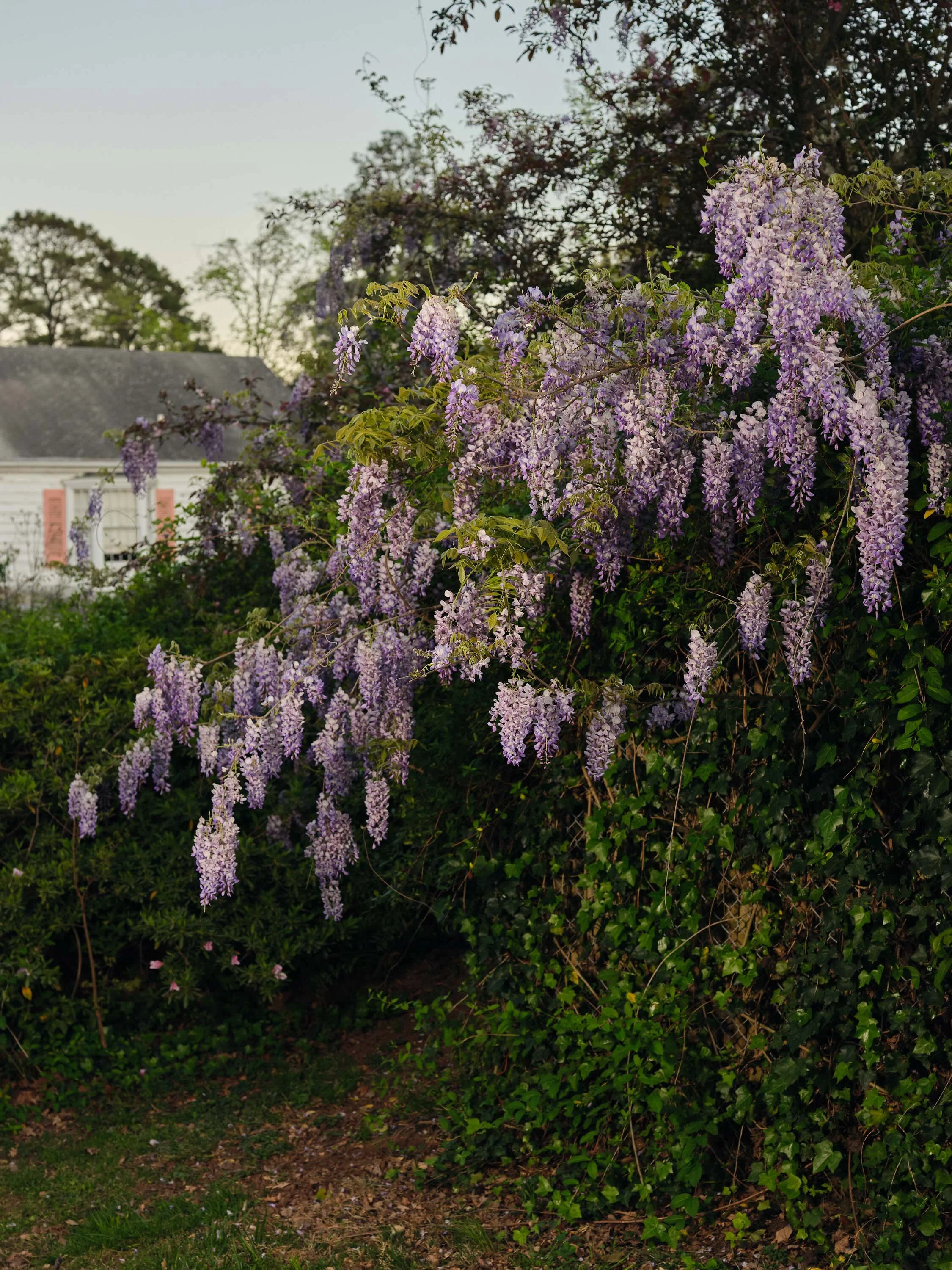  Wisteria Study III 