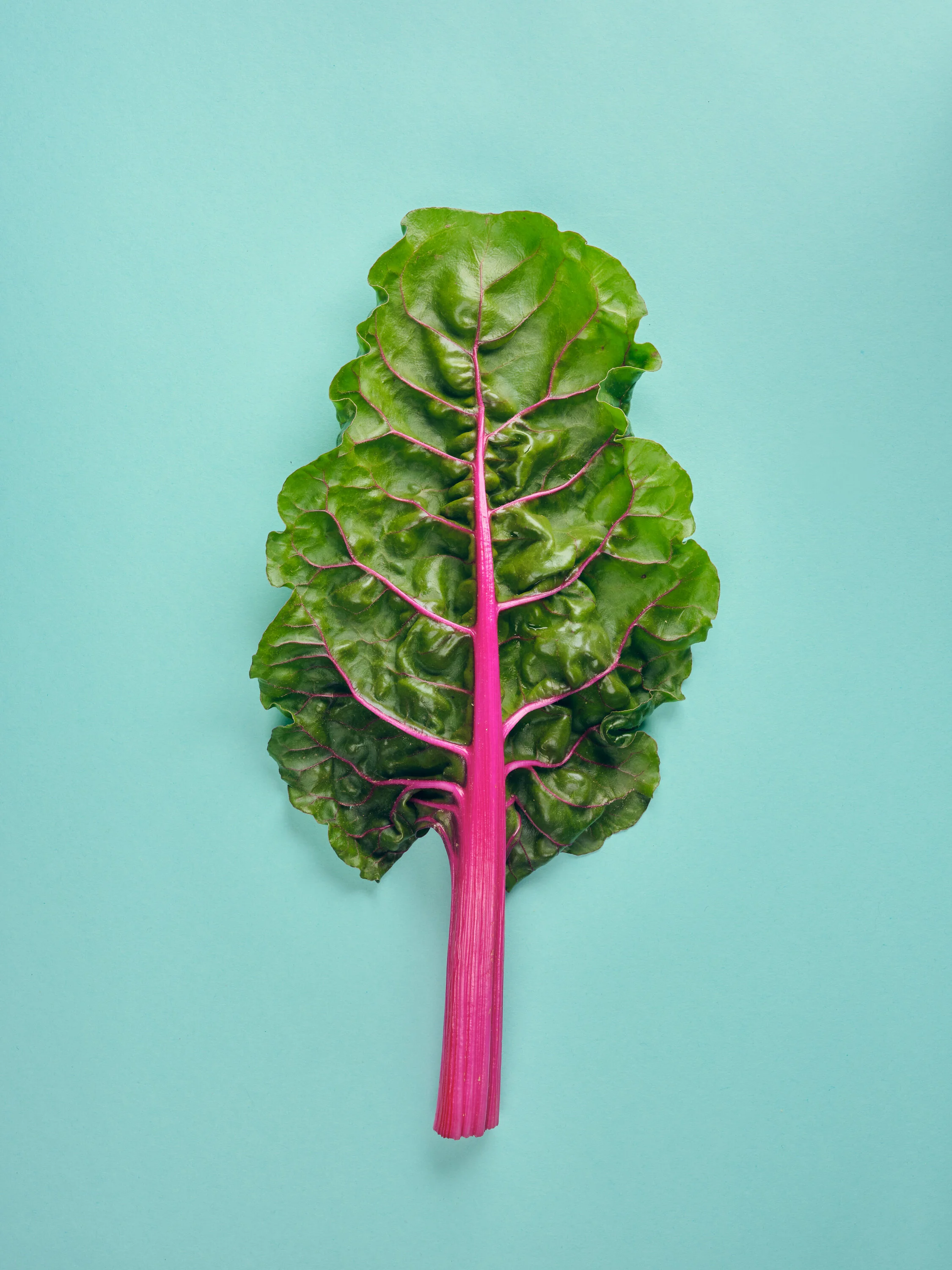  Hot Pink Chard Study I 