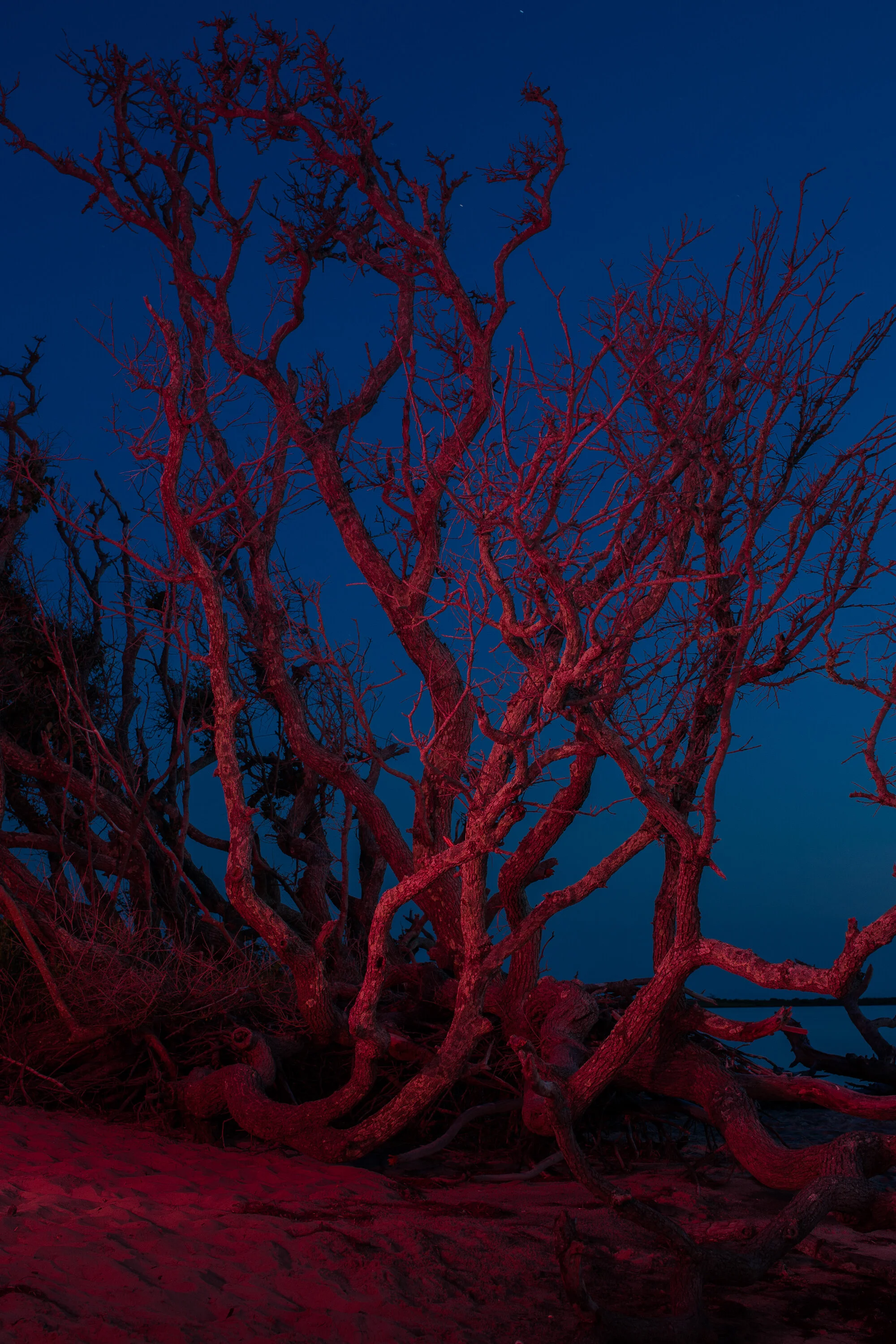  Large stands of wind-swept live oaks (Quercus virginiana) run parallel to the beach like tangled, twiggy cowlicks. They indicated to scientists that the land was once a ridge far from the sound — a sand pile built from Atlantic overwash and sediment