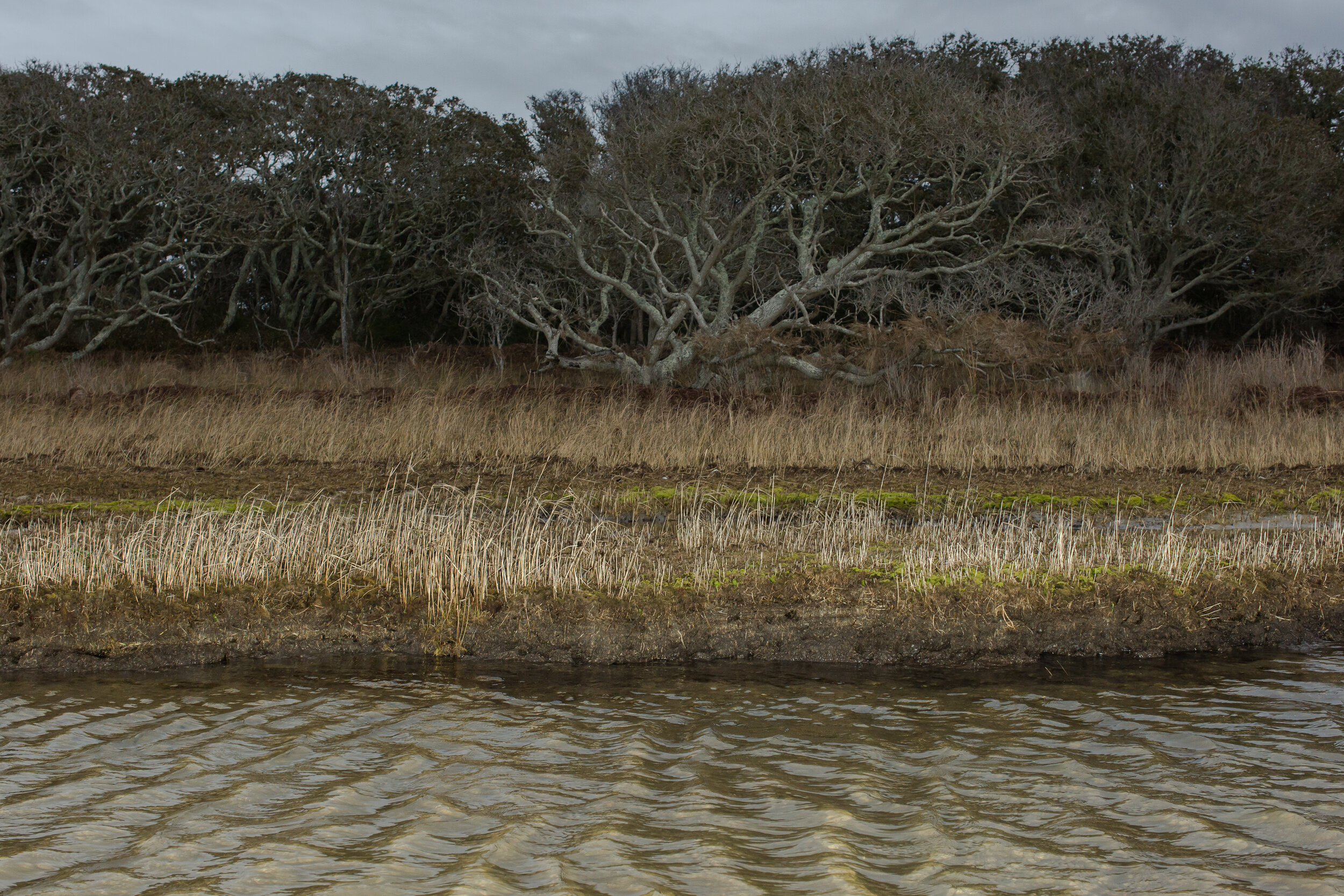  The eroding marsh at the Salvo Day Use Area. Winter, 2019. According to the book  Rising  by Elizabeth Rush, marshes are huge carbon sinks. Though coastal marshes and other wetlands only cover 5 percent of the planet’s land, they store a quarter of 