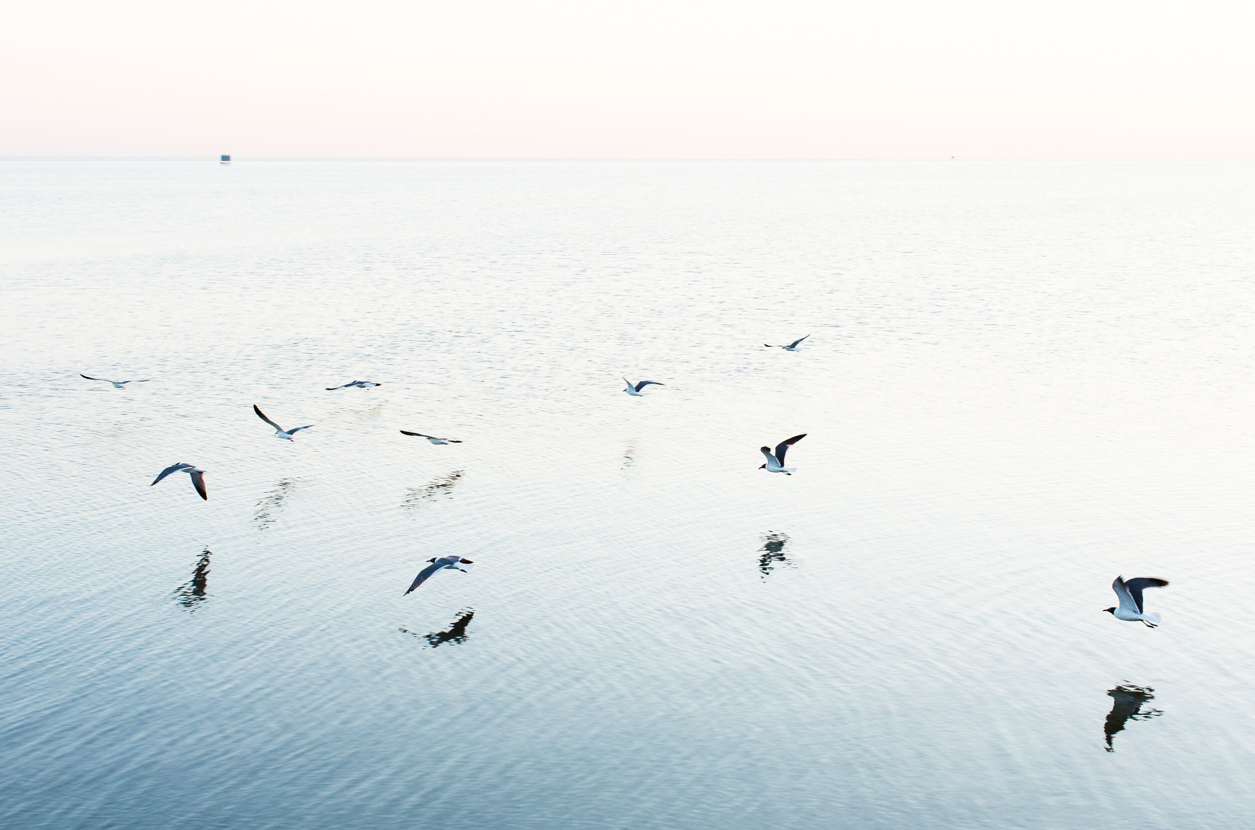  Laughing Gulls fly west along the Pamlico Sound. 