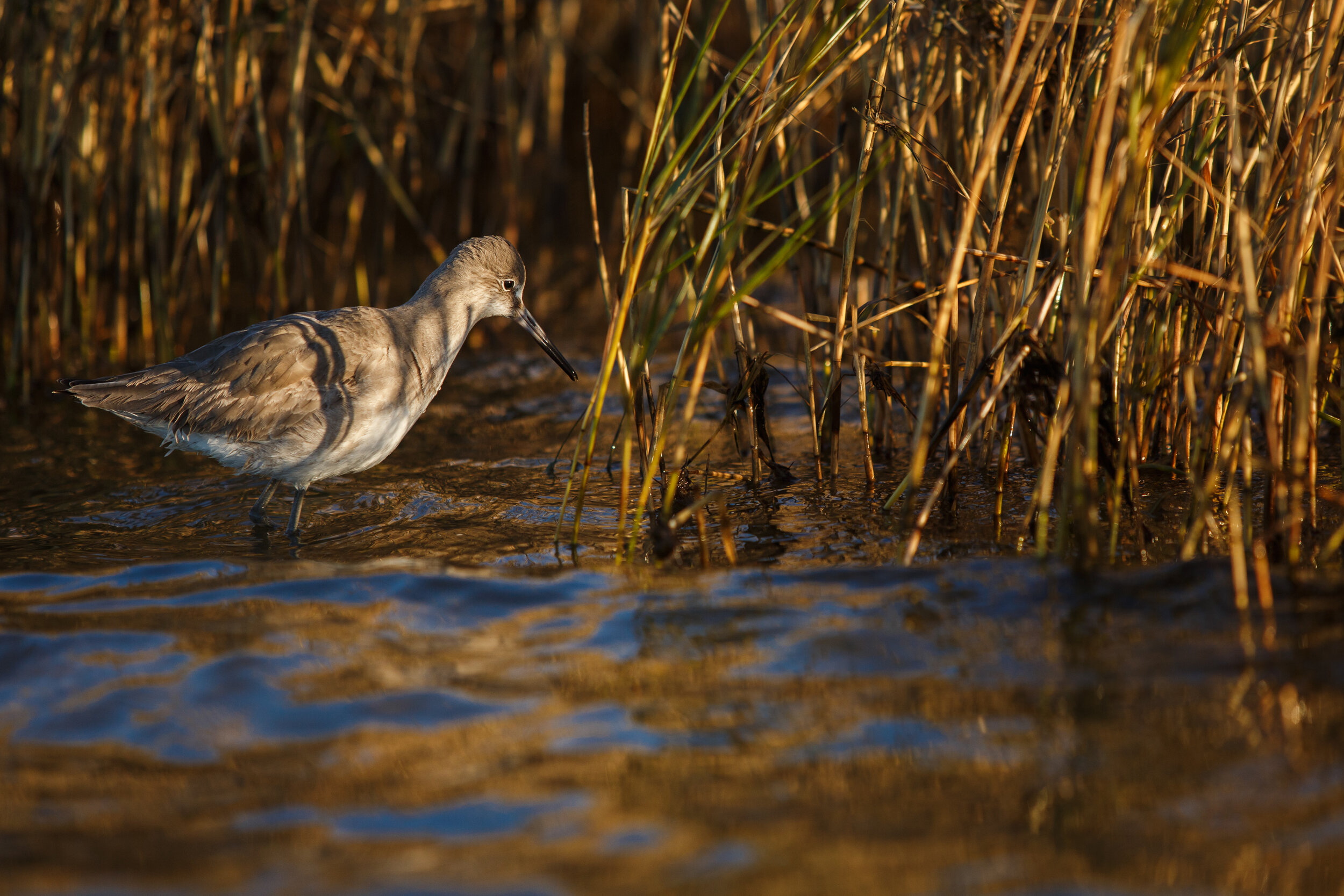  A climate-endangered species of sandpiper known as a Willet ( Tringa semipalmata ) searches for prey in the balding marsh grass at the edge of the cemetery. 
