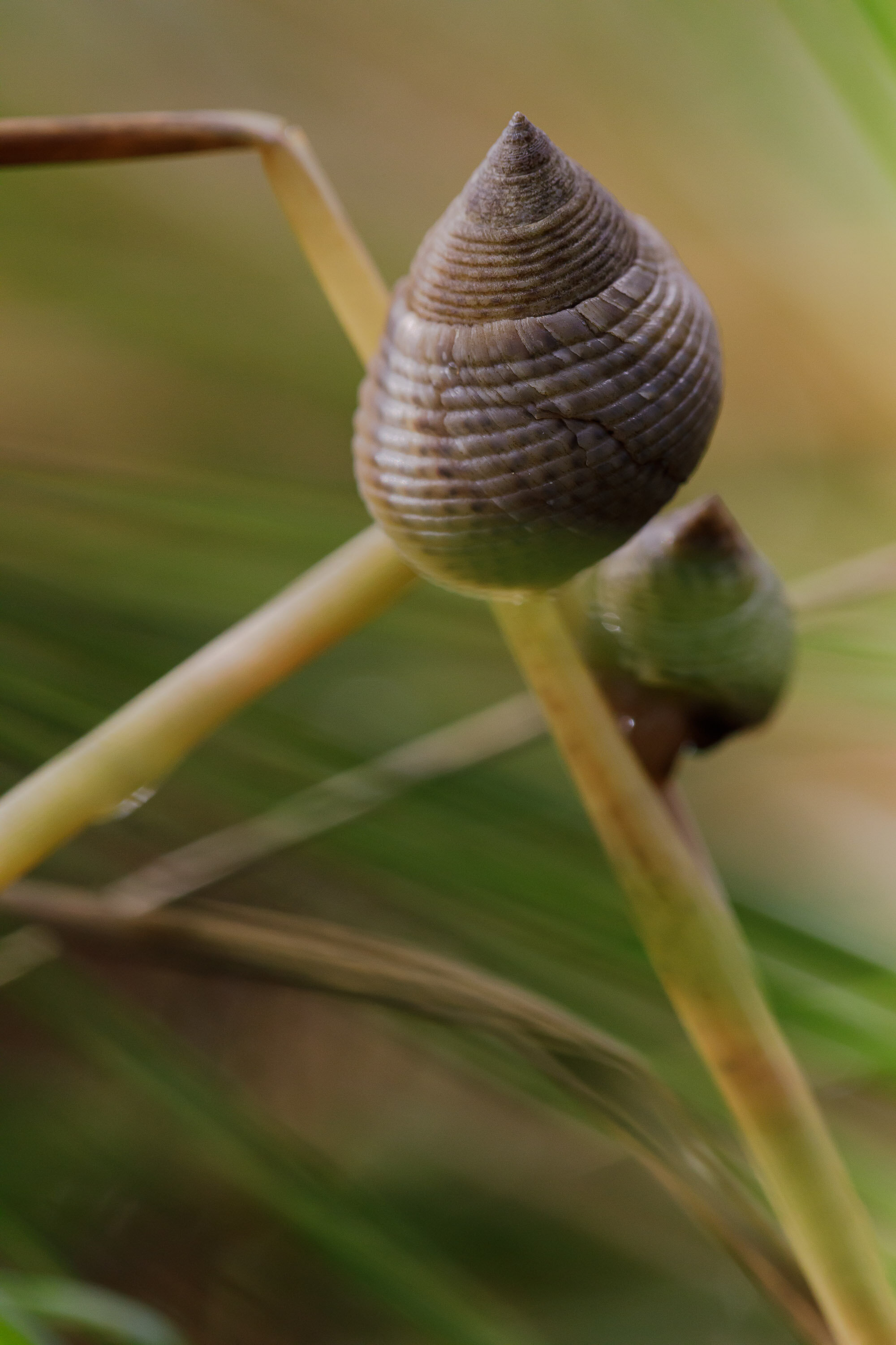  Periwinkle #snails in the eroding marsh grass near the cemetery at the Salvo Day Use Area. 