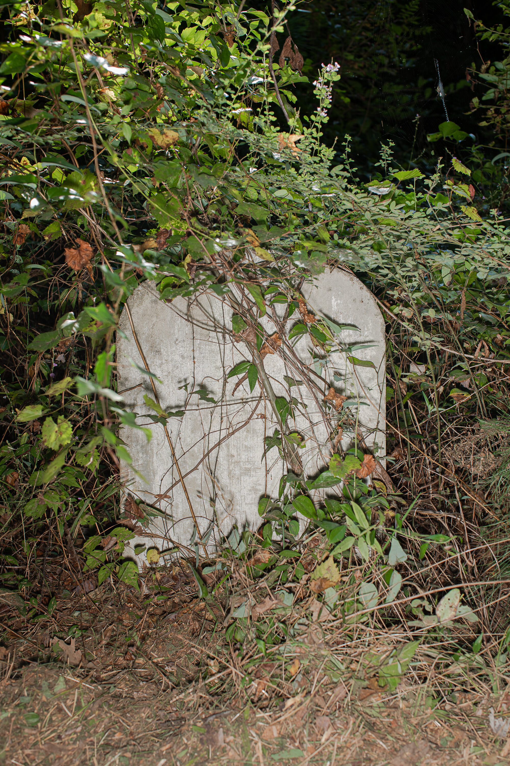 A tombstone uncovered beneath years of growth in the historic cemetery in Princeville during a pruning and cleanup day. 