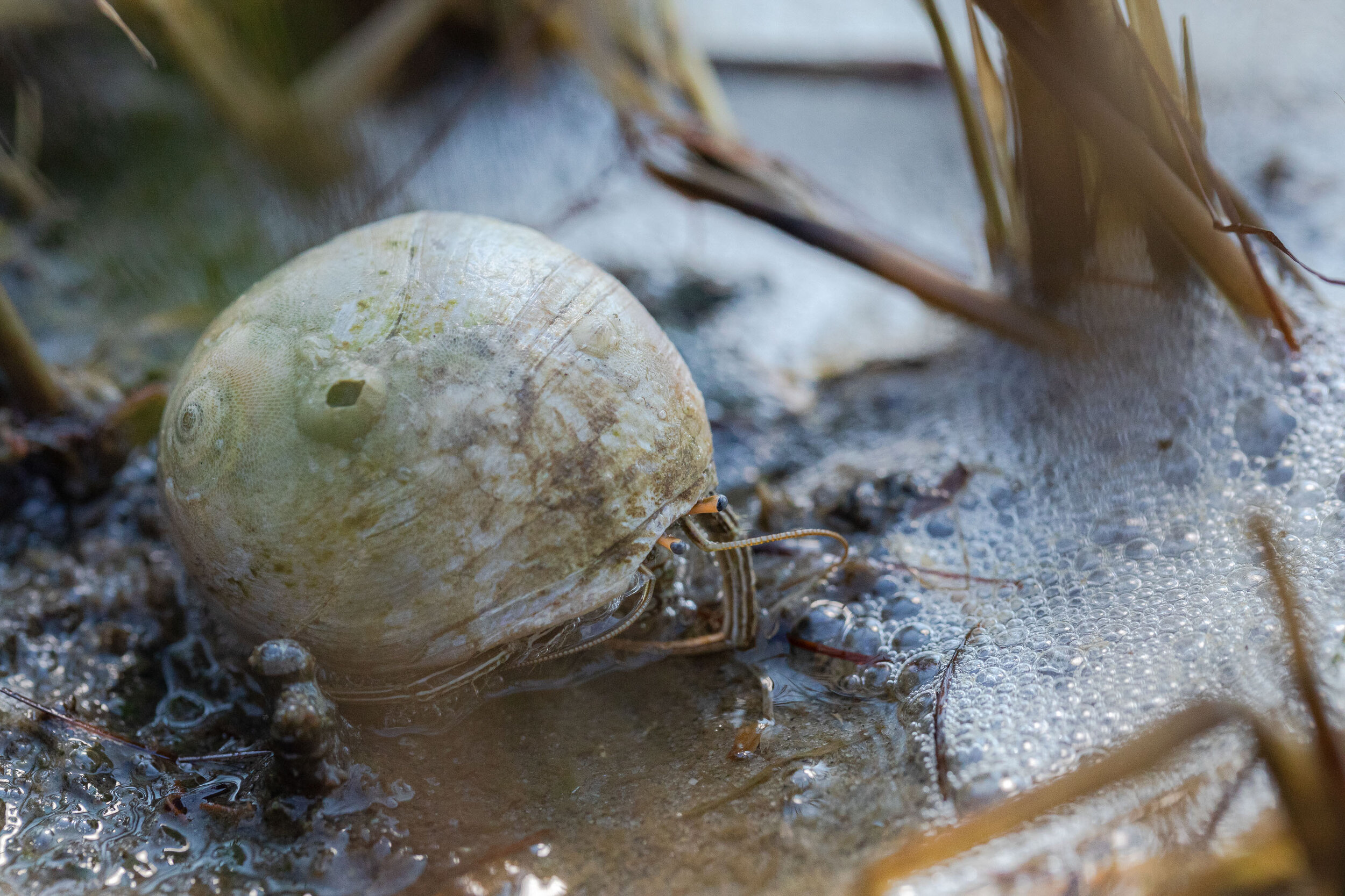  A hermit crab made a home in a snail shell in the marsh at the Salvo Day Use Area in Salvo, North Carolina. 