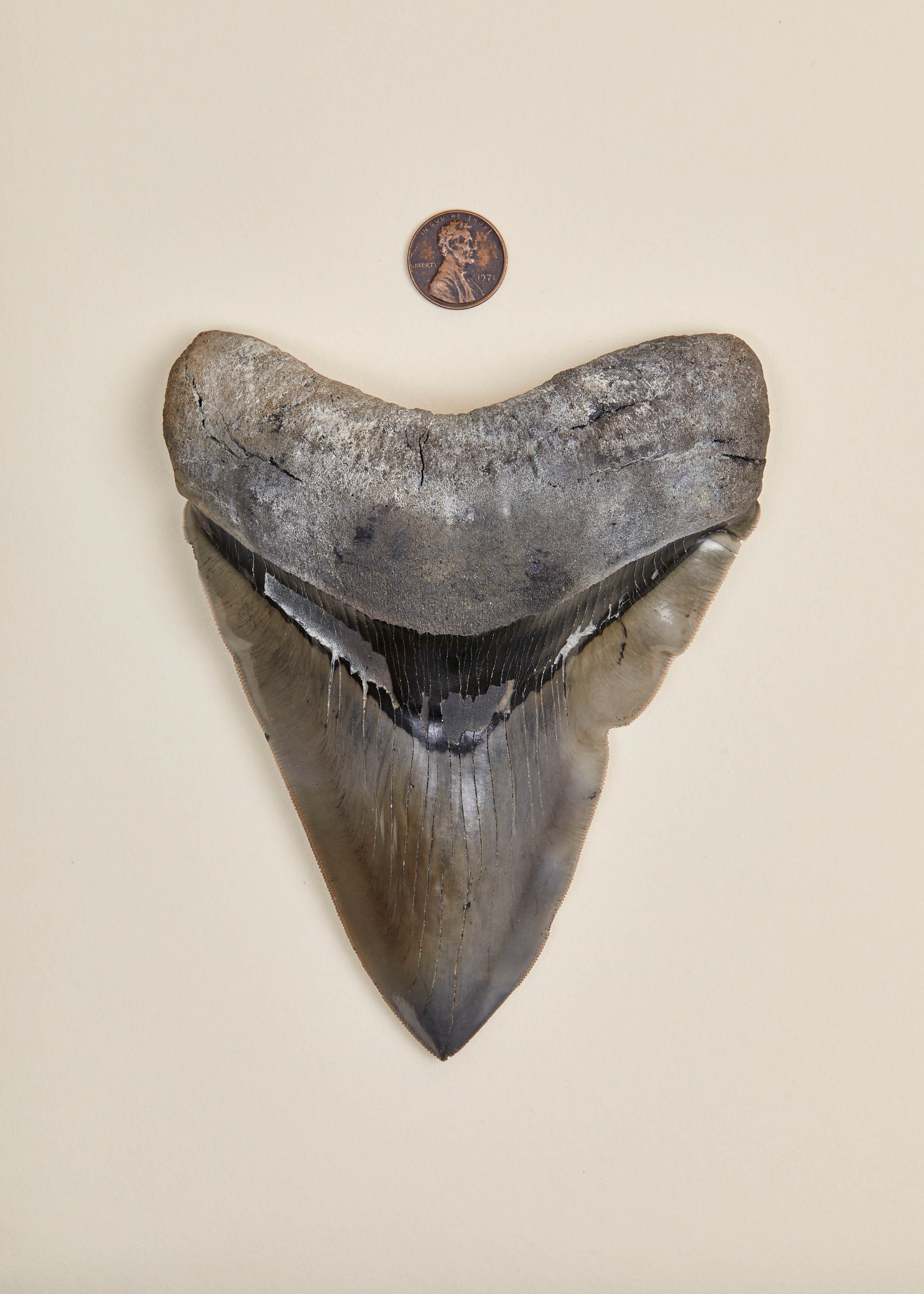  A large 5.8 inch  Otodus megalodon  tooth that I found while fossil hunting in a North Carolina creek. Penny for scale. 