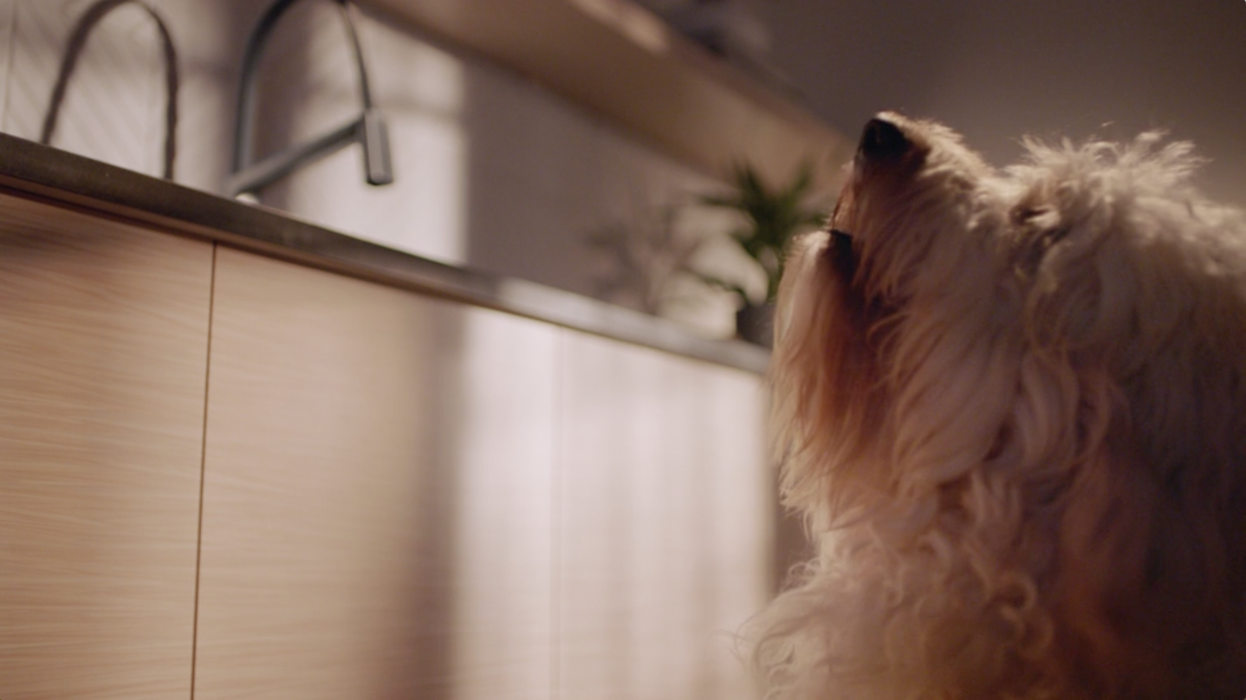 Bark_thumbnail1.png