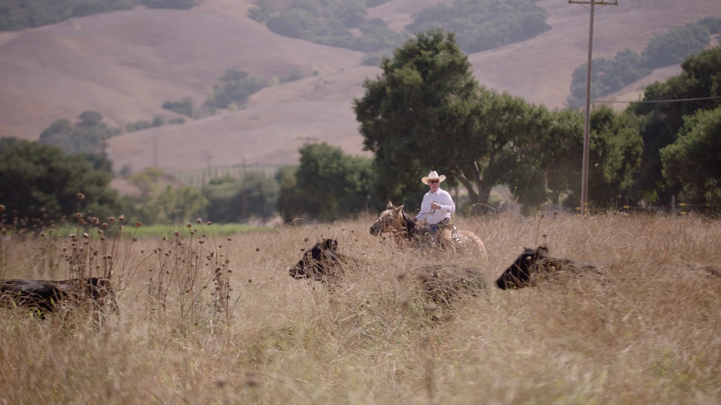 Thorne Wine_Chard_Final_4K.00_00_02_12.Still001.jpg