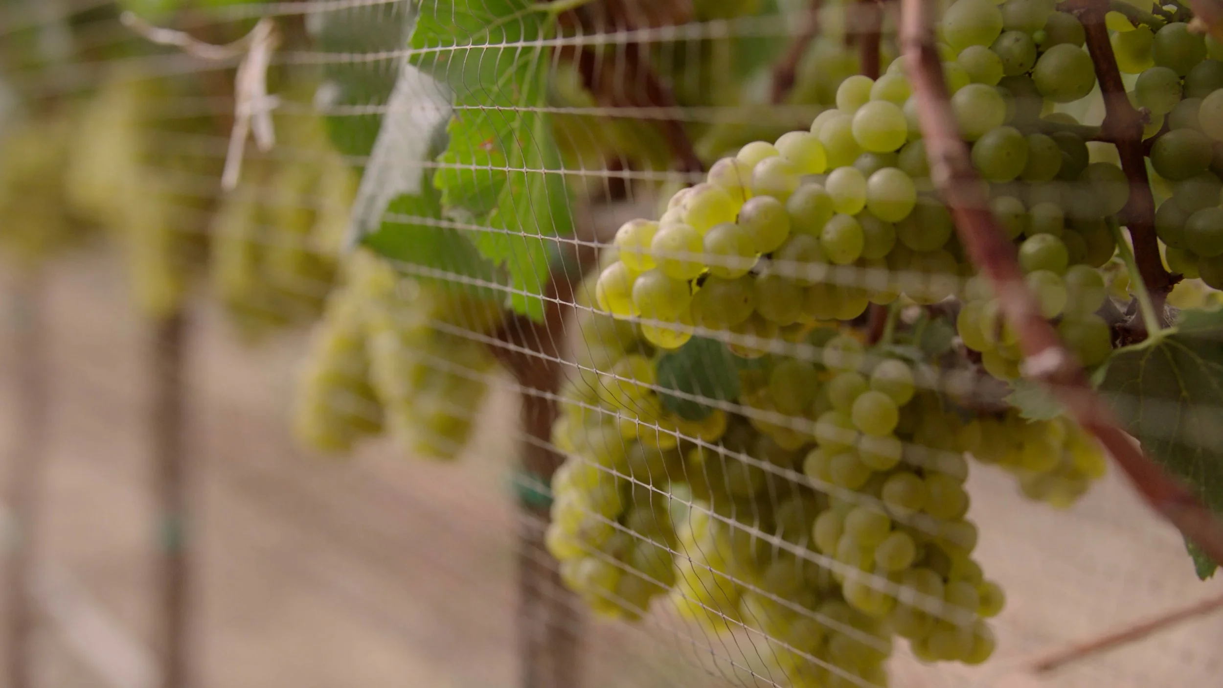 Thorne Wine_Chard_Final_4K.00_00_59_01.Still009.jpg