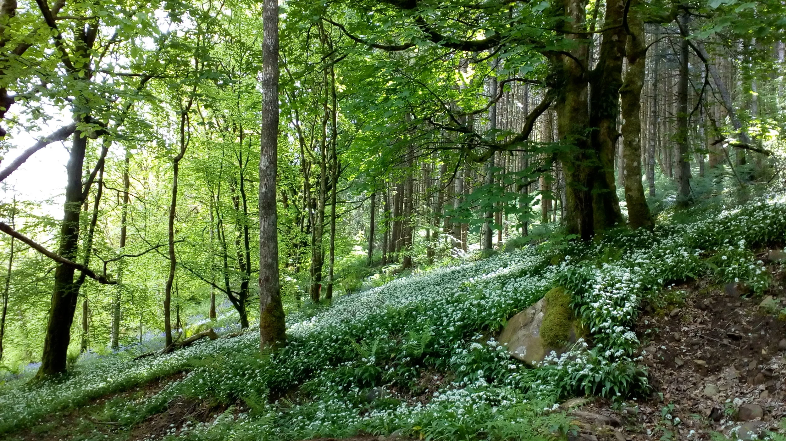 Woods on the Isle of Arron, Scotland. Photo by our friend Neil May