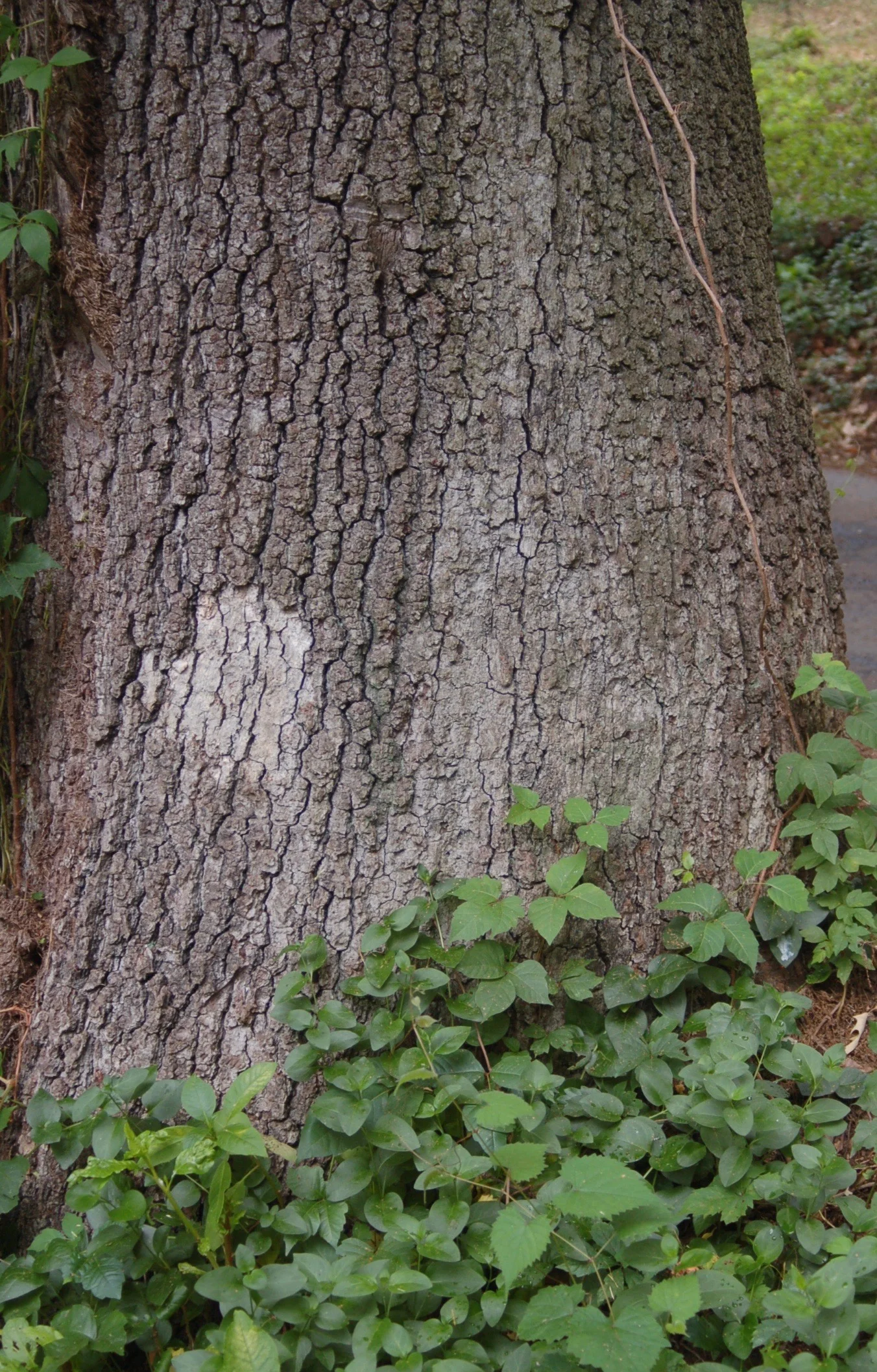 Love leaves His mark on a tree at the foot of the driveway at Lilac Hill In Heavenly Love Abiding (written by Anna L. Waring in 1850) In heavenly love abiding, No change of heart shall fear; For nothing changes here. The storm may roar without me, My heart may low be laid, But God is round about me, And can I be dismayed? Wherever He may guide me, No want shall turn me back; My Shepherd is beside me, And nothing can I lack. His wisdom ever waketh, His sight is never dim; He knows the way He taketh, And I will walk with Him. Green pastures are before me, Which yet I have not seen; Bright skies will soon be o'er me, Where darkest clouds have been. My hope I cannot measure, My path to life is free; My Savior has my treasure, And He will walk with me.