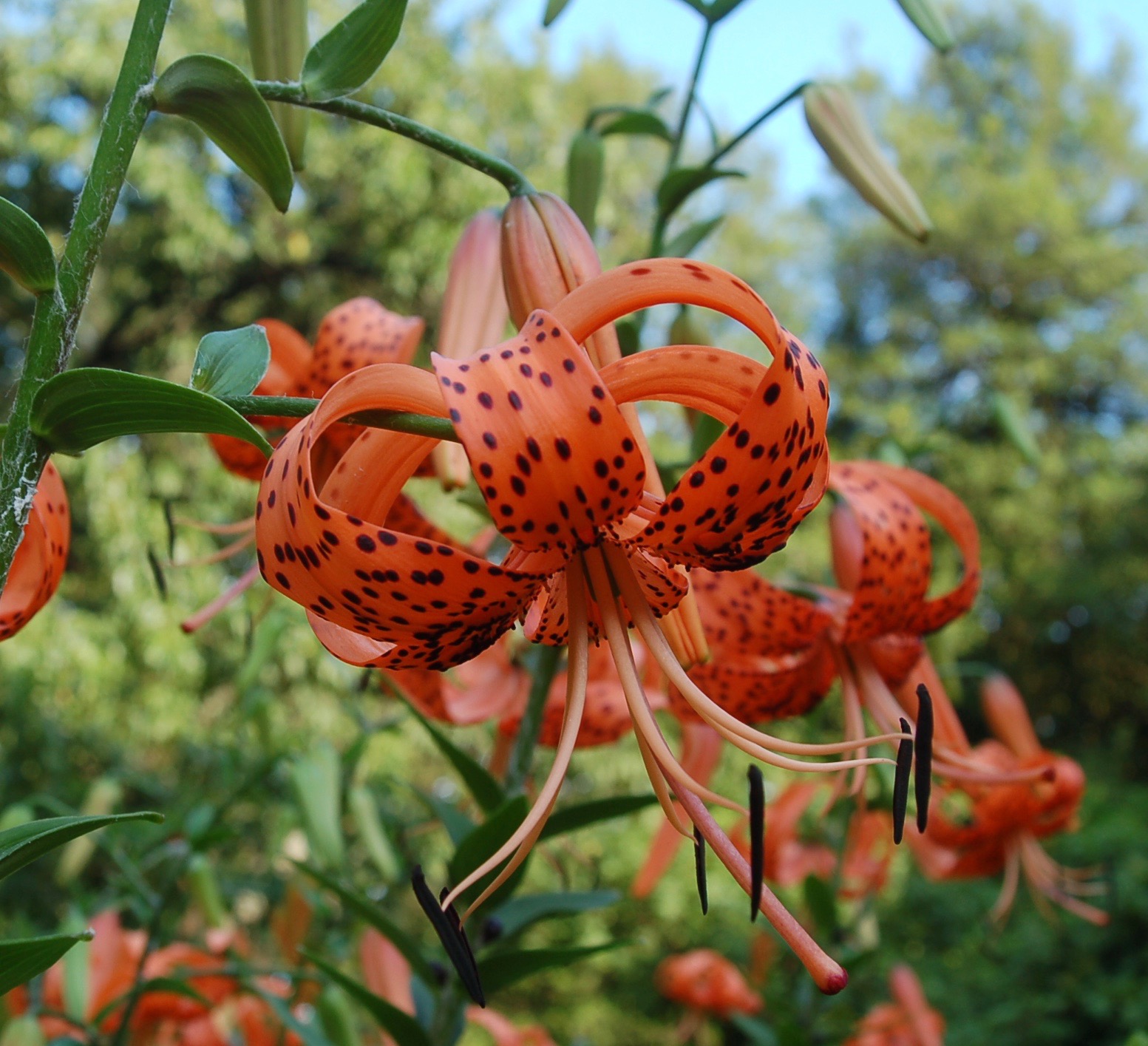 Tiger Lilies in the garden at Lilac Hill The Tyger, by William Blake (Published in 1795) Tyger, tyger, burning bright, In the forest of the night; What immortal hand or eye, Could frame they fearful symmetry? When the stars threw down their spears And water'd heaven with their tears: Did he smile his work to see? Did he who made the Lamb make thee? On Imagination An excerpt from If You Want to Write by Brenda Ueland Now this creative power I think is the Holy Ghost. My theology may not be very accurate but this is how I think of it. I know that William Blake called this creative power the Imagination and he said it was God. He, if anyone, ought to know, for he was one to the greatest poets and artists that ever lived. Now Blake thought that this creative power should be kept alive in all people for all of their lives. And so do I. Why? Because it is life itself. It is the Spirit. In fact it is the only important thing about us. The rest of us is legs and stomach, materialistic cravings, and fears. How could we keep it alive? By using it, by letting it out, by giving time to it... Blake used to say, when his energies were diverted from his drawing or writing, "that he was being devoured by jackels and hyenas." And his love of Art (i.e., expressing in painting or writing the ideas that came to his Imagination) was so great that he would see nothing but Art in anything he loved. And so, as he loved the Apostles and Jesus, he used to say that "they were all artists." God he often called the "Poetic Genius" and he said "He who loves feels love descend into him and if he has wisdom, may perceive it is from the Poetic Genius, which is the Lord." As for Blake's happiness -- a man who knew him said: "If asked whether I ever knew among the intellectual, a happy man, Blake would be the only one who would immediately occur to me," As an old man, Blake's wish for a little girl was "that God might make His world as beautiful to her as it had been to him." He did not mind death in the least. He said that to him it was just like going into another room. On the day of his death he composed songs to his Maker and sang them for his wife to hear. Just before he died his countenance became fair, his eyes brightened and he burst into singing of the things he saw in heaven.