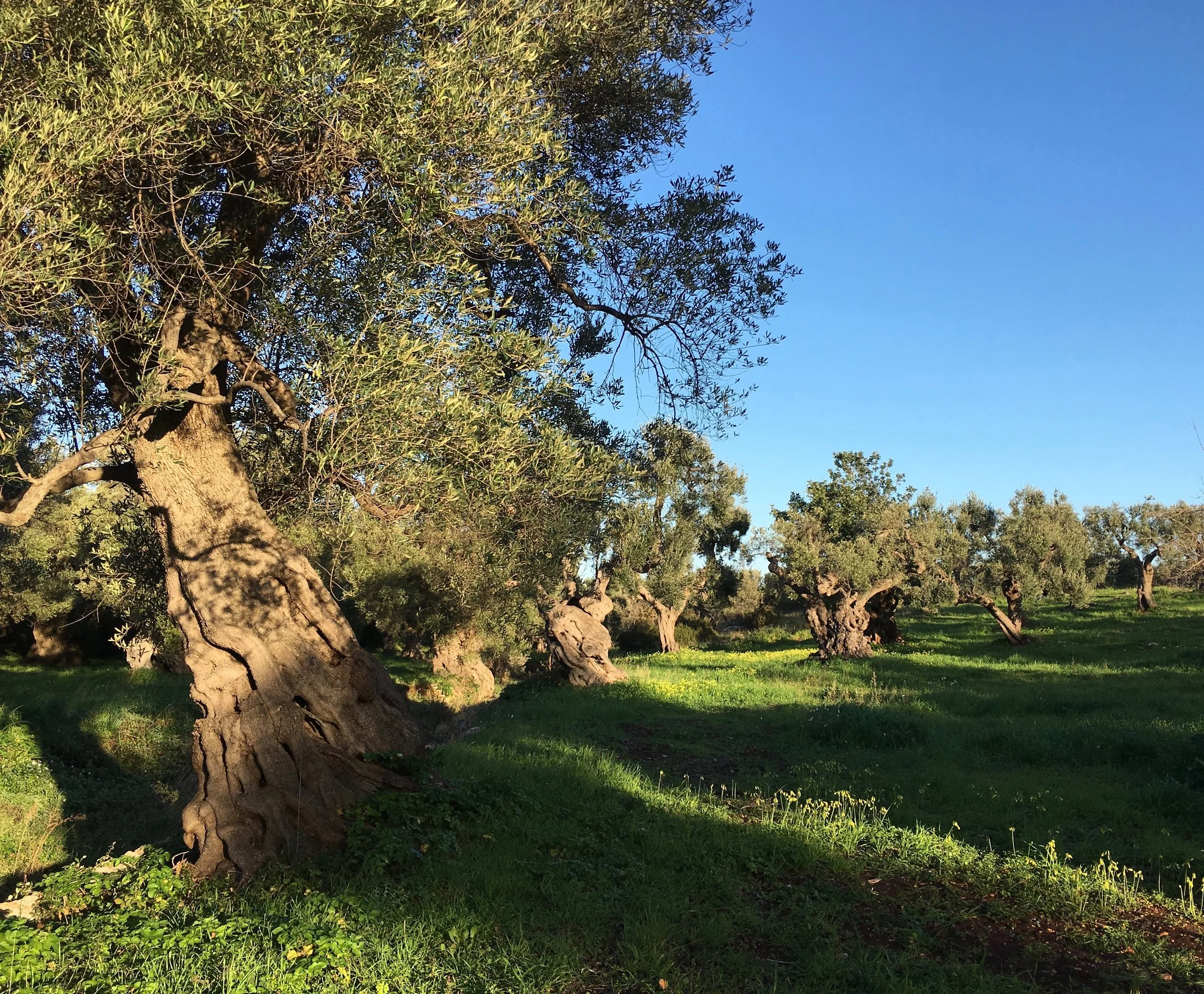 Olive trees in southern Italy, photo by Catherine Libeert
