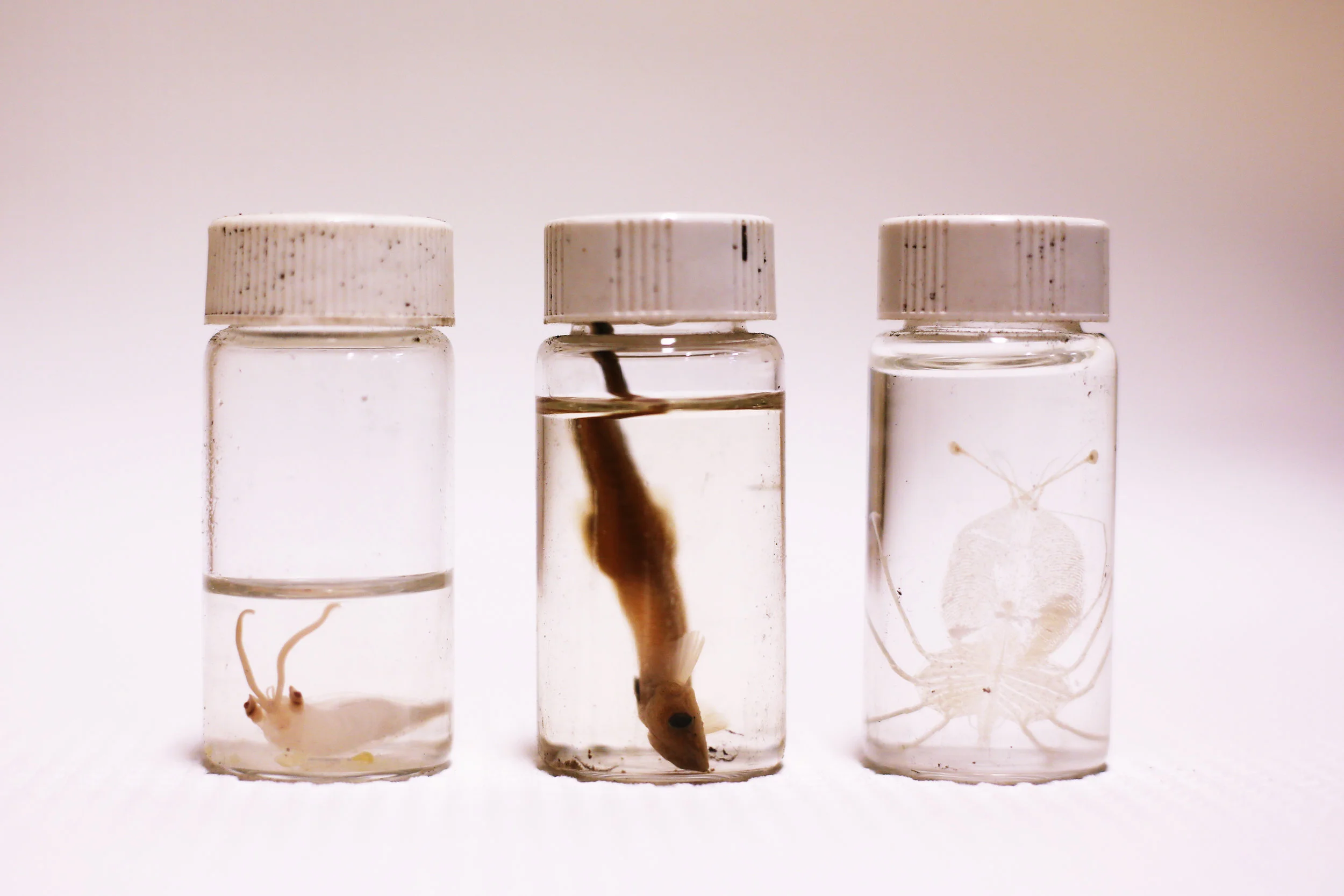 Samples from Blake’s collection (from left to right): a glass squid, a remora, and a spiny lobster larvae.
