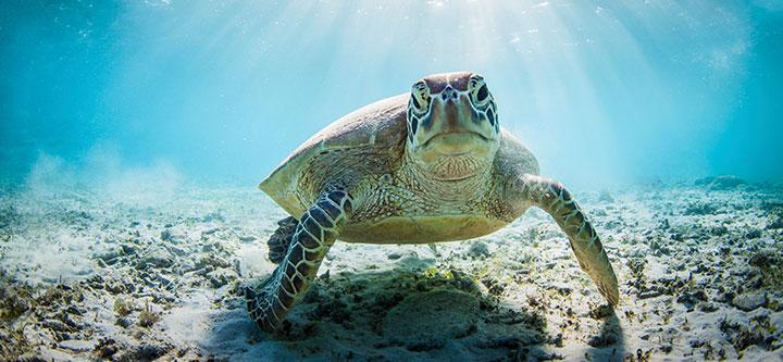 seaturtle_000032525836_720x333 (1).jpg