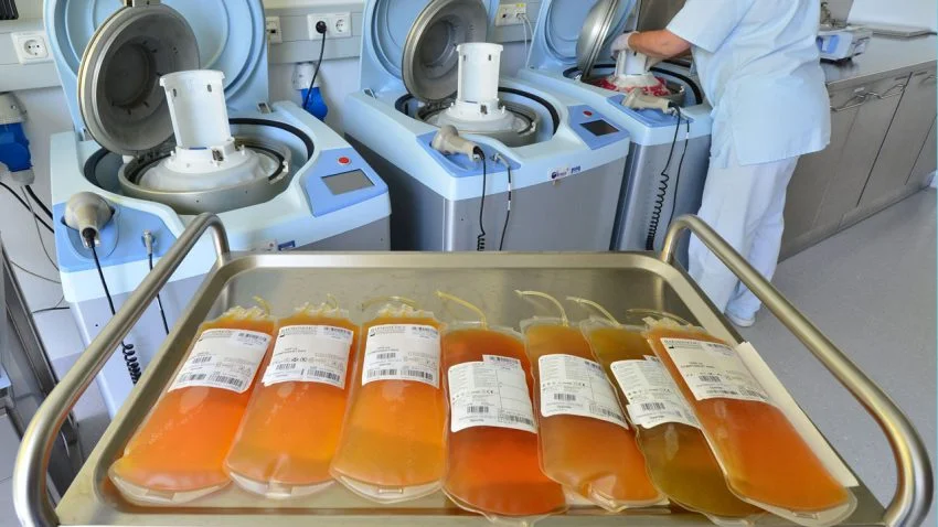 Transfusion of Young Blood Might Slow Aging