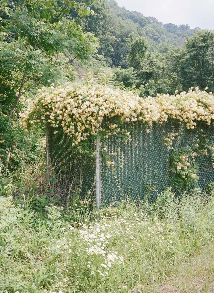 Honeysuckle Gets Me
