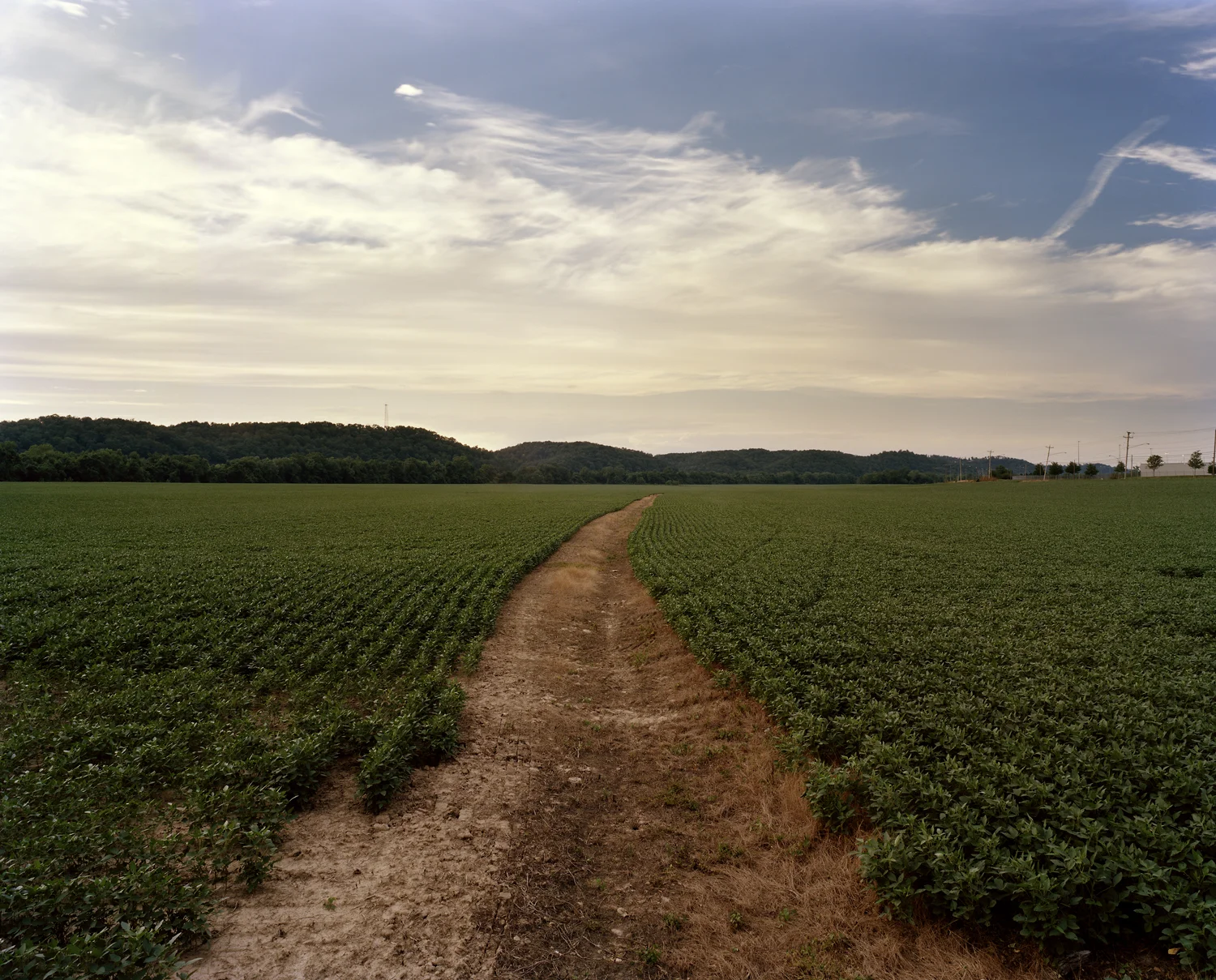 Soybean-Field-Buffalo-WV.jpg