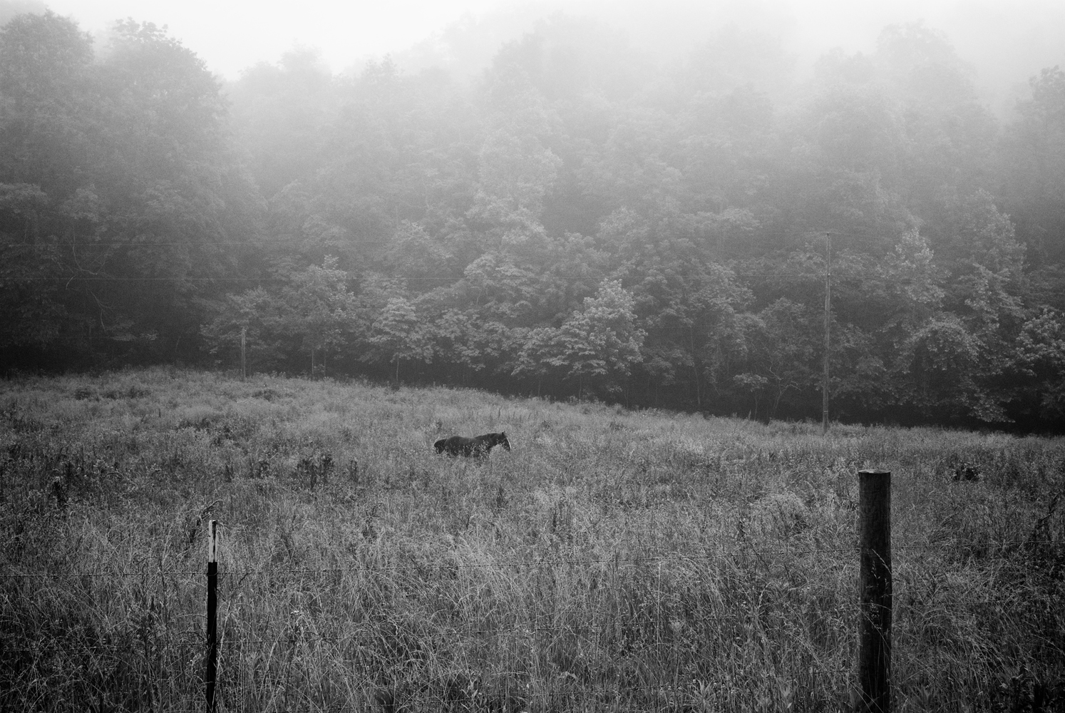horselongbranch060808ky.jpg