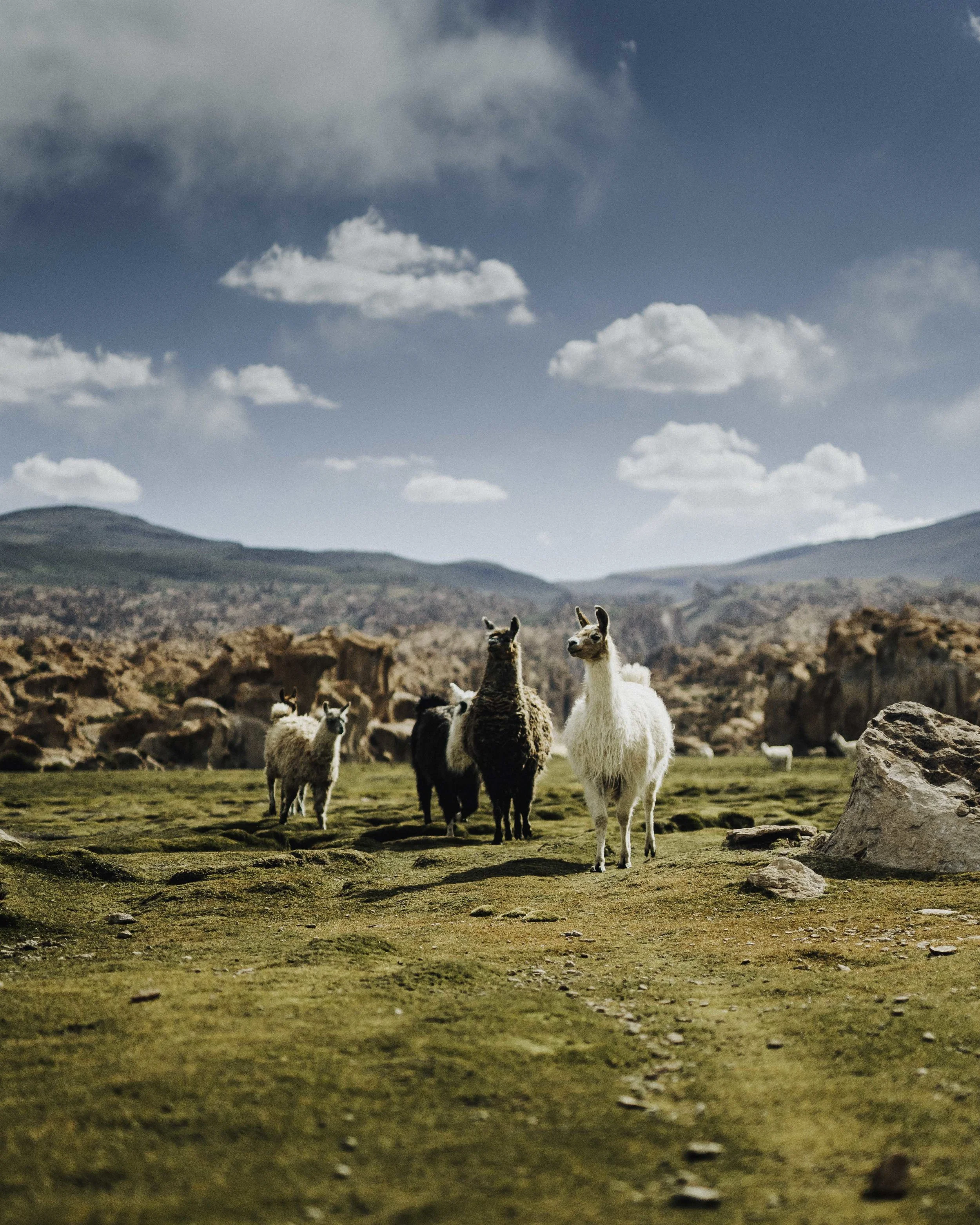 Bolivia Eduardo Flores SP-9.jpg