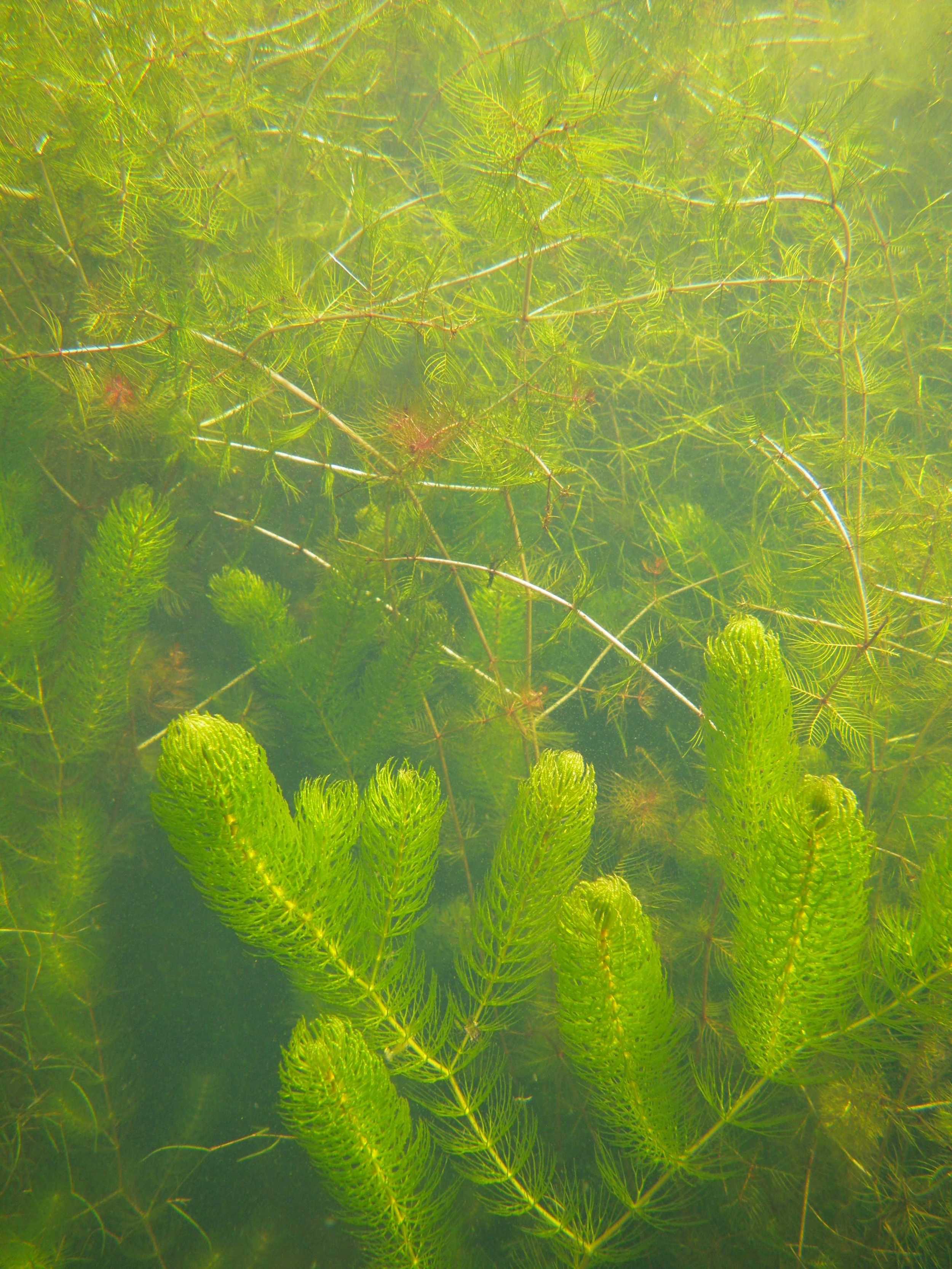 macrophytes in mesocosms with the fungicide pyrimethanil