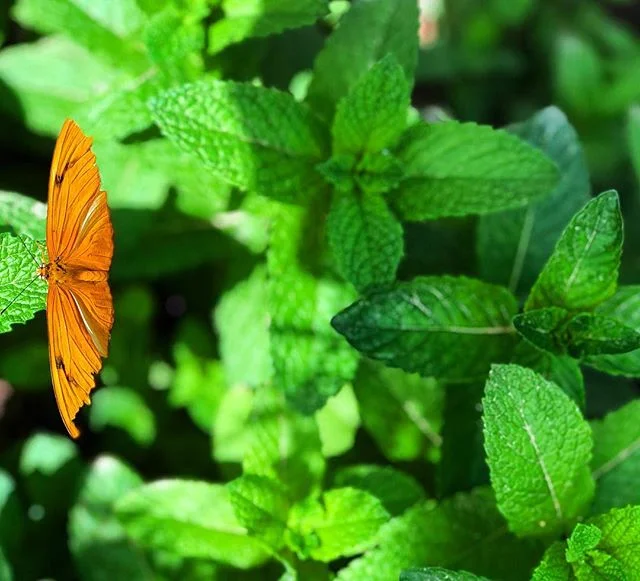 An actual butterfly at the #butterflyexhibit @springspreserve