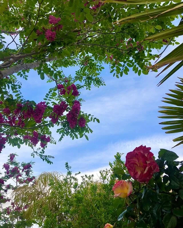Pretty in Pink. #monday #morning #freshair #flowers #beauty #desertlife #life #carpediem