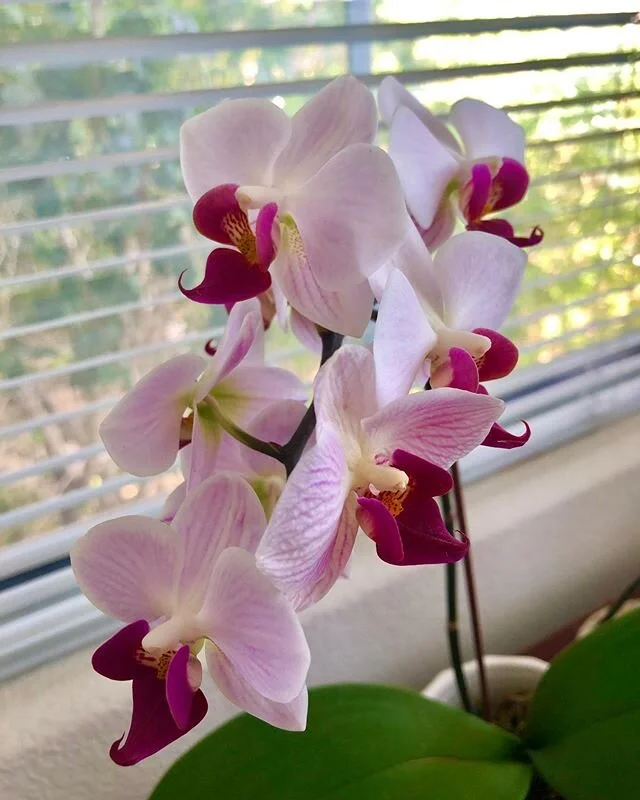 When your friend gives you an orchid in the middle of January and it&rsquo;s still blooming 3 months later and you&rsquo;ve shooed the pigeons away so now you just talk to the plant, which is what you&rsquo;re supposed to do, right?? #flowers #friend