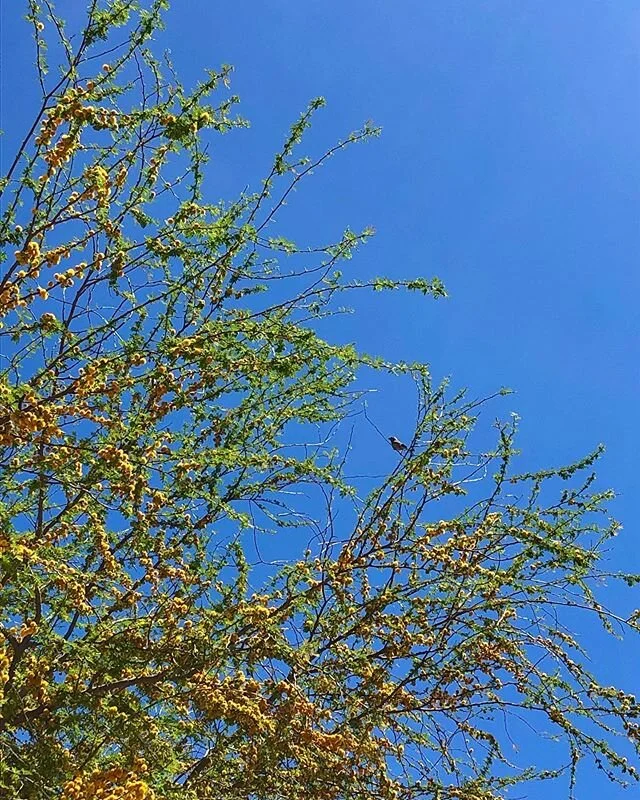 Do you see me?

#spring #walk #birds #bloom #zoom #desertlife