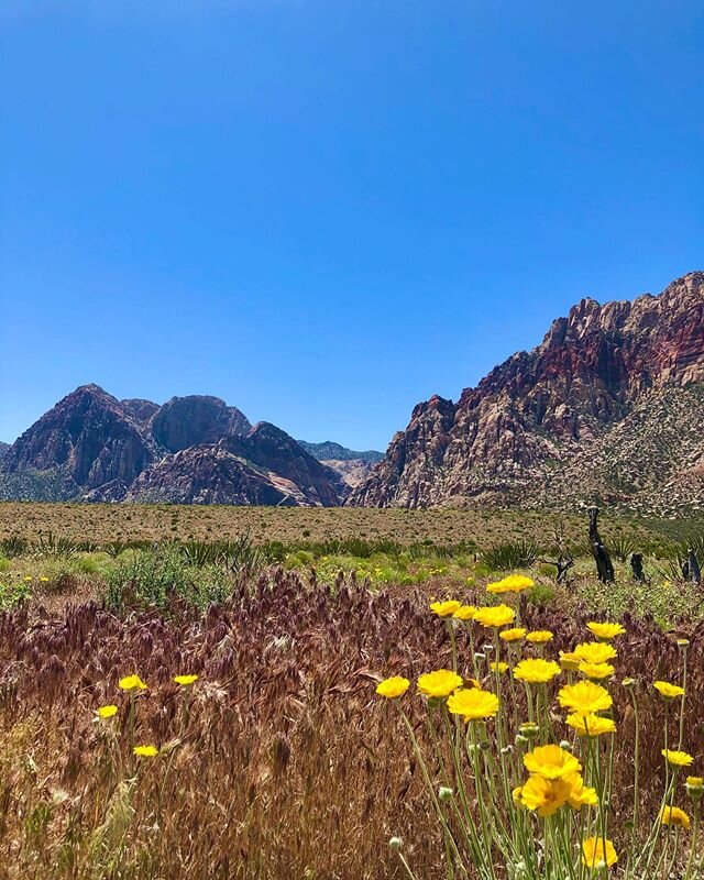 Today&rsquo;s views. #redrock #spring #flowers #desertlife #optoutside #walk #breathe #connect