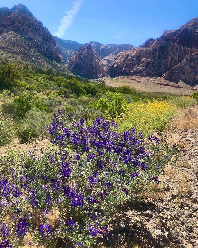 Enjoyed some pretty blooms and getting outside again yesterday.

#redrock #lasvegas #homemeansnevada #desert #desertlife #flowers #mountains #sky #spring #connection #optoutside #nofilter