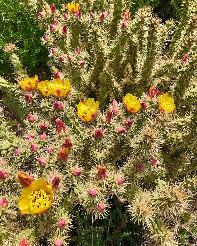 Beautiful buds. #redrock #nevada #homemeansnevada #walking #desert #desertlife #cactus #flowers #spring #optoutside #connection