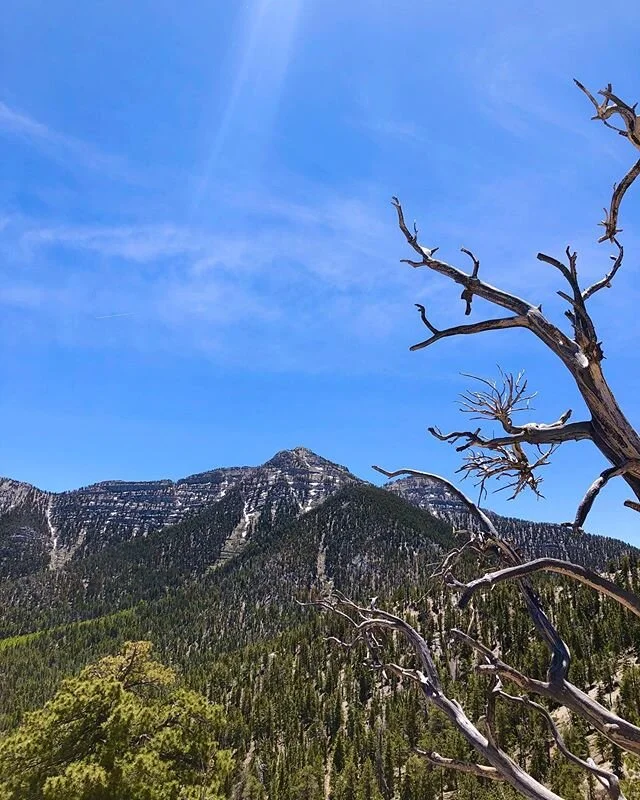 Nature is still amazing. 
And black lives matter. 
#nevada #hiking #solohiking #mountains #desert #meditate #clarity #dothework #blacklivesmatter