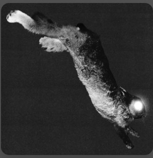 KILL THE GHOST (Deluxe) – little image’s Defiant Exorcism of the Self