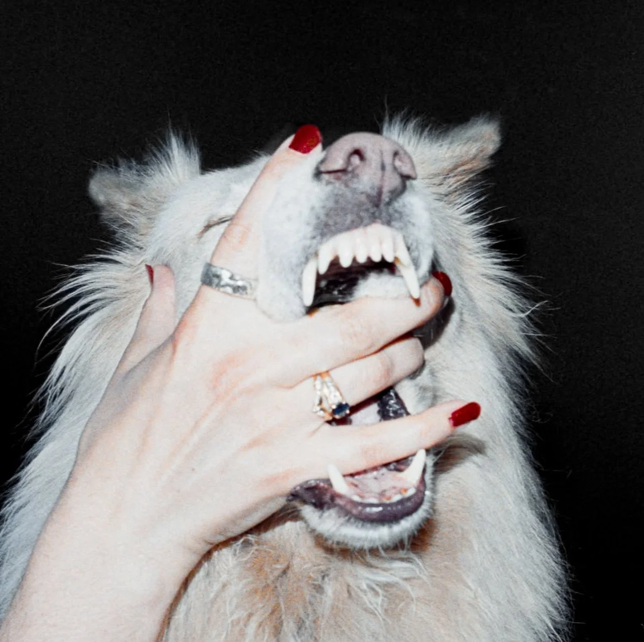 Porch Light Turns Explosive Live Energy into Defiant Debut Album, ‘Hush’