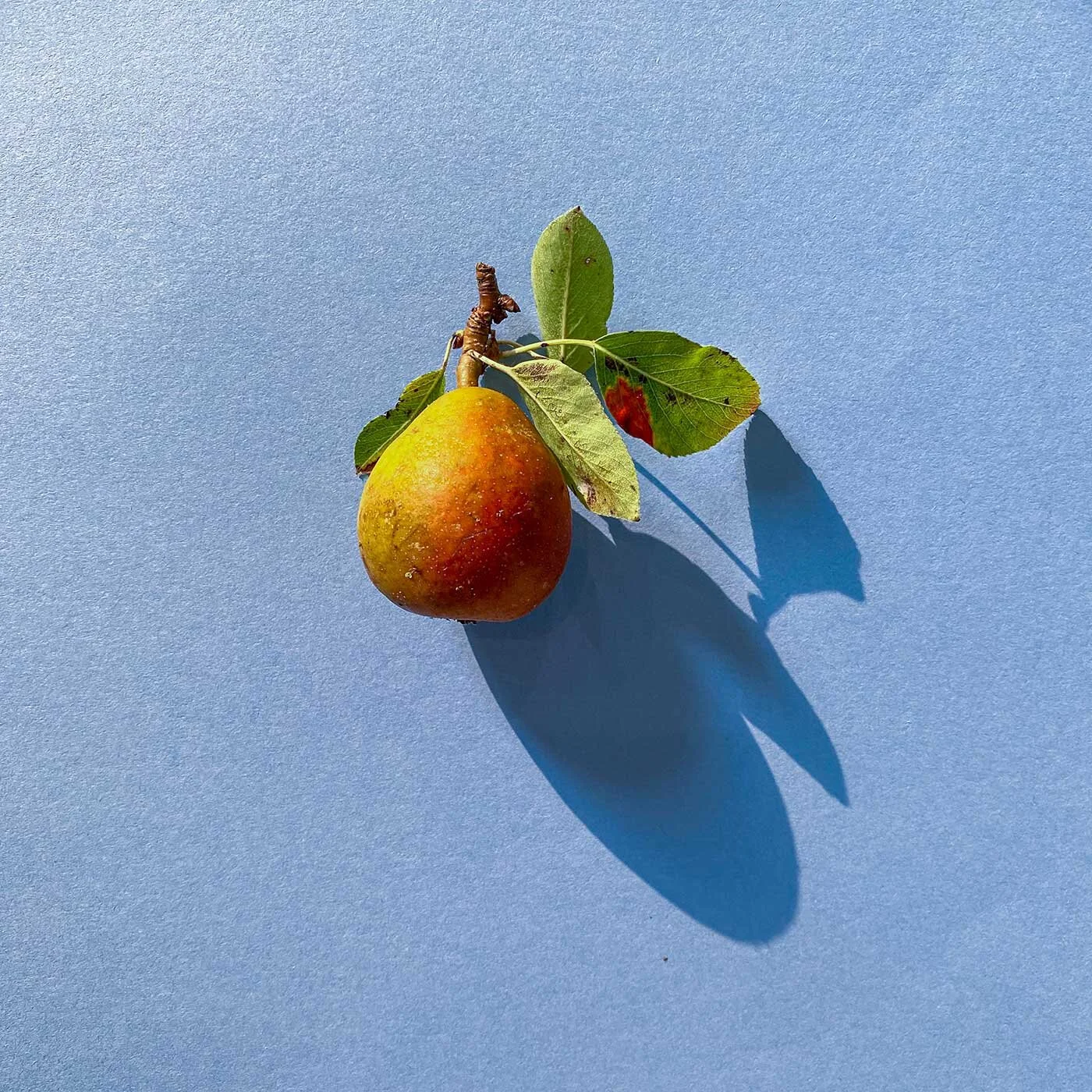 pear-summer-Plan-sundoremi-fruite-art-graphic-2.jpg