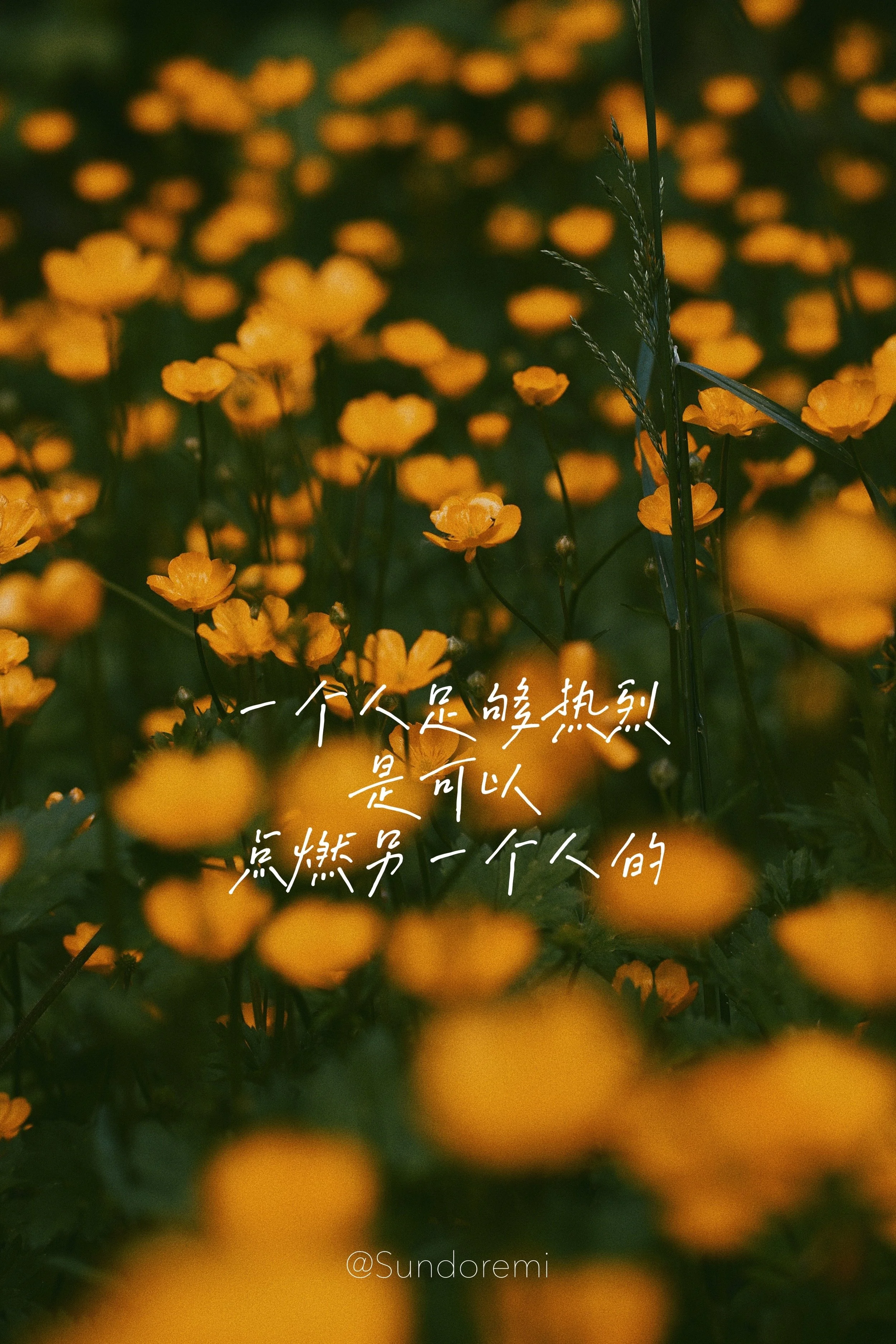 summer-sundoremi-passion-wildflower.JPG