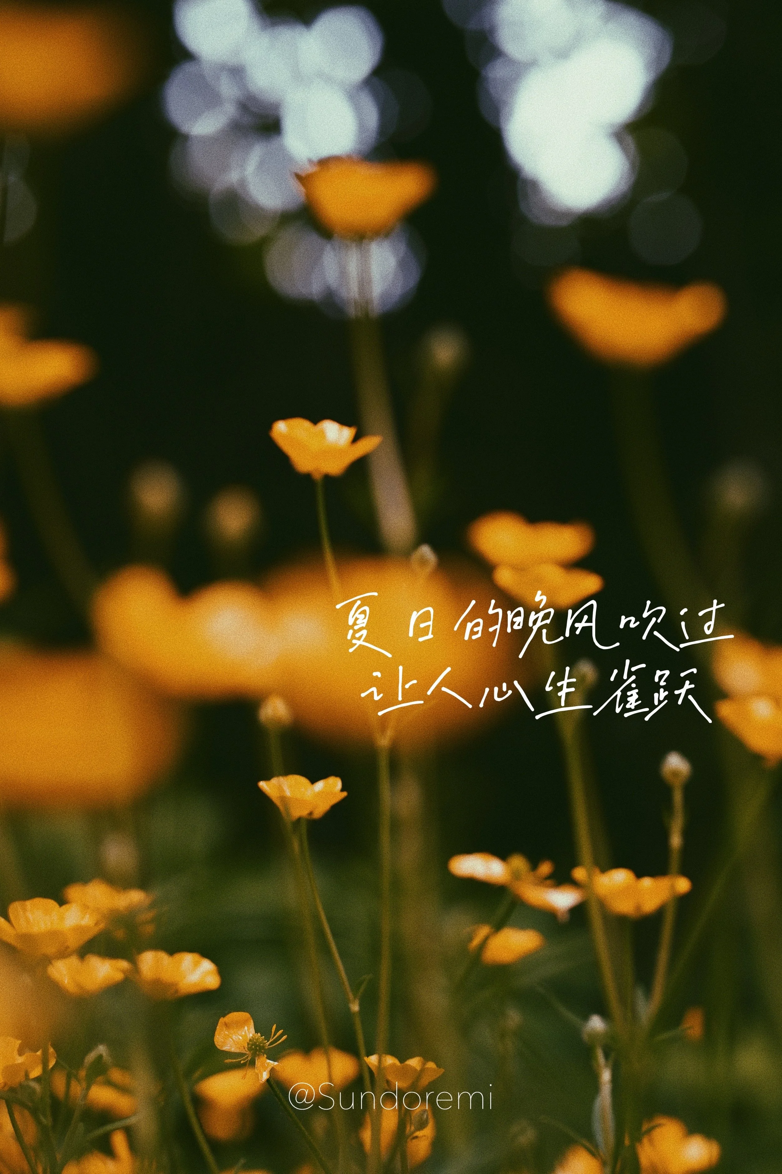 summer-sundoremi-passion-wildflower2.JPG