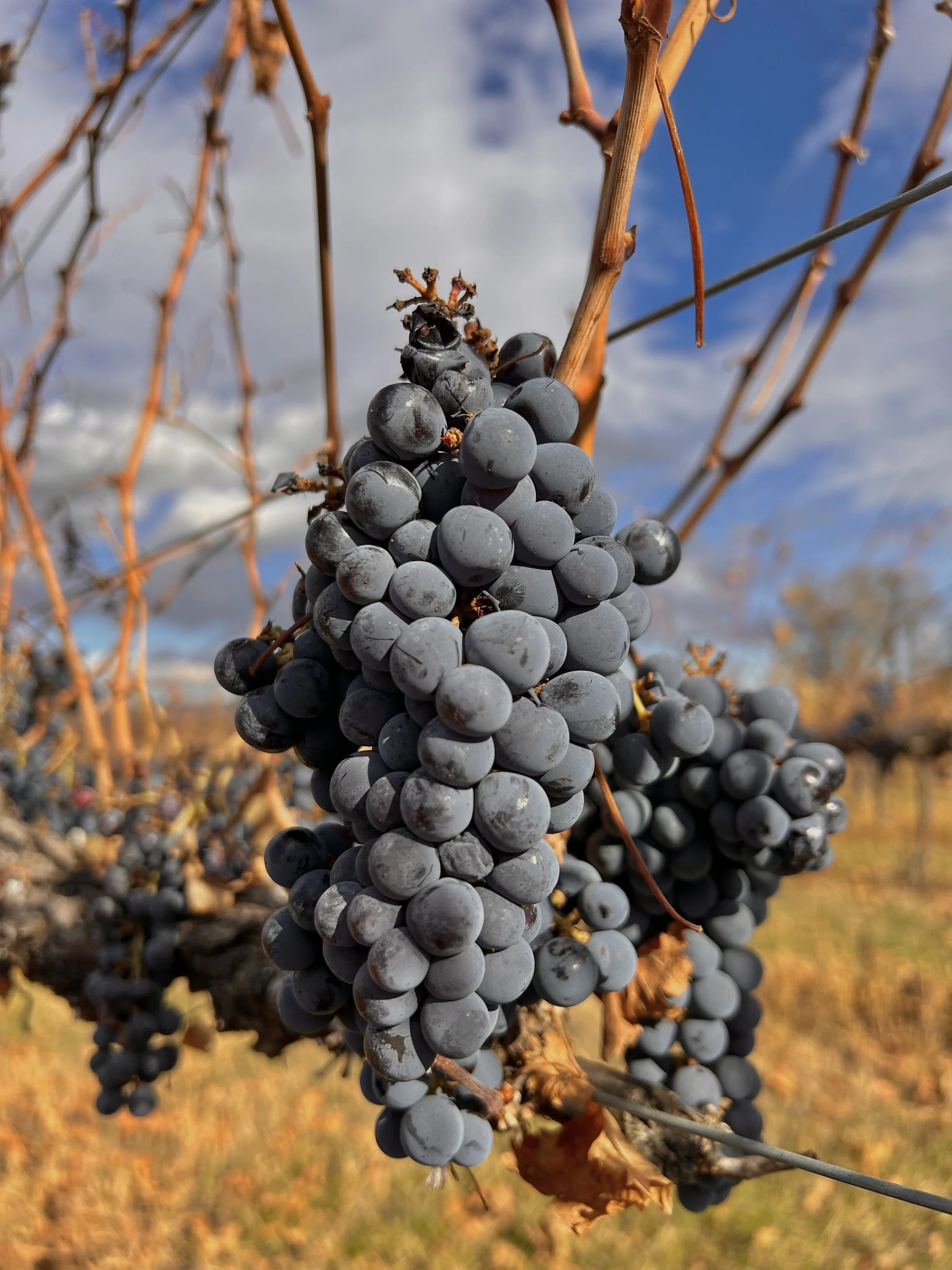countryside-sundoremi-sunset-yakima-granger-winery3-grapes.jpeg