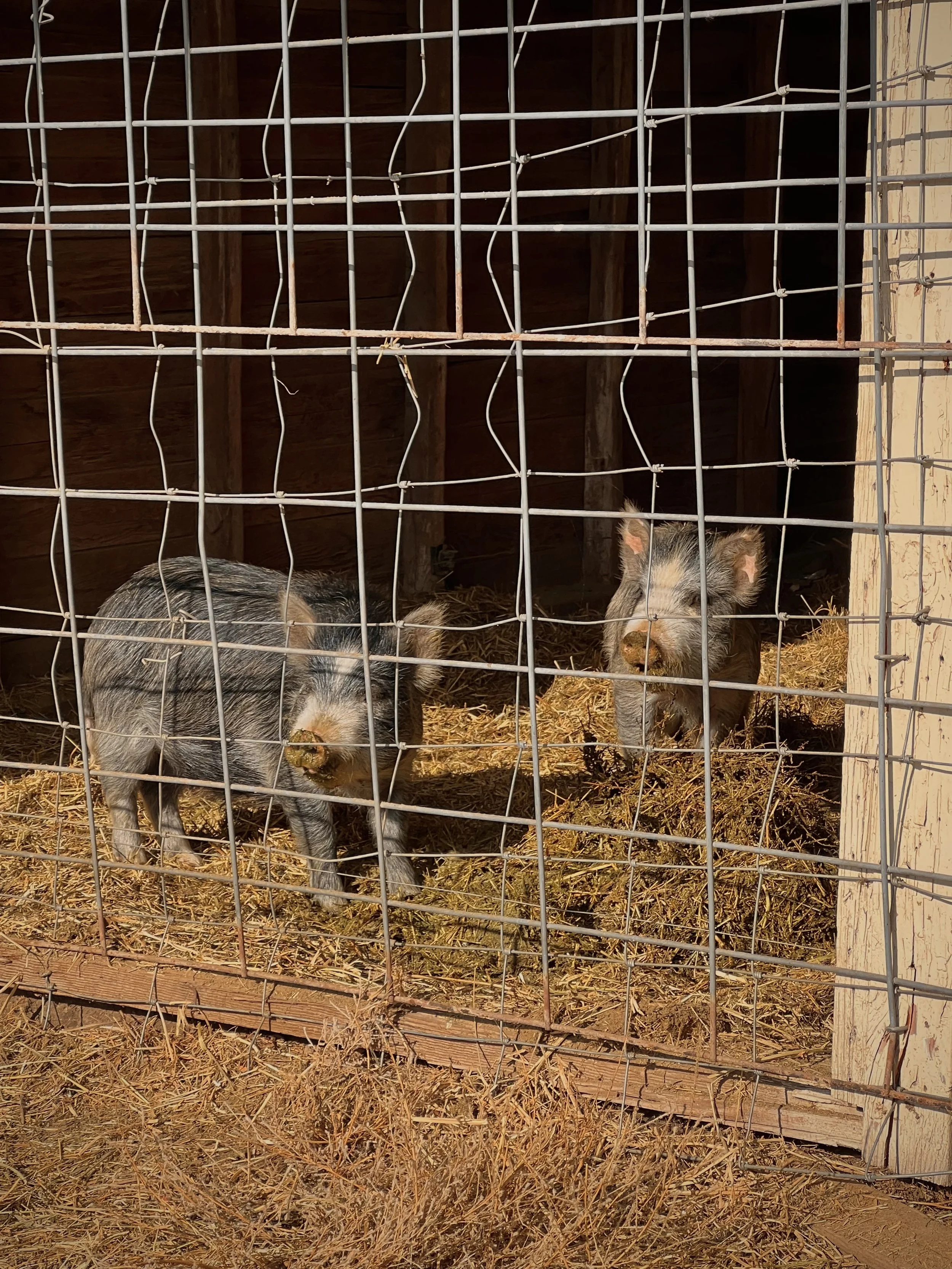 countryside-sundoremi-sunset-yakima-granger-winery3-pig.jpeg