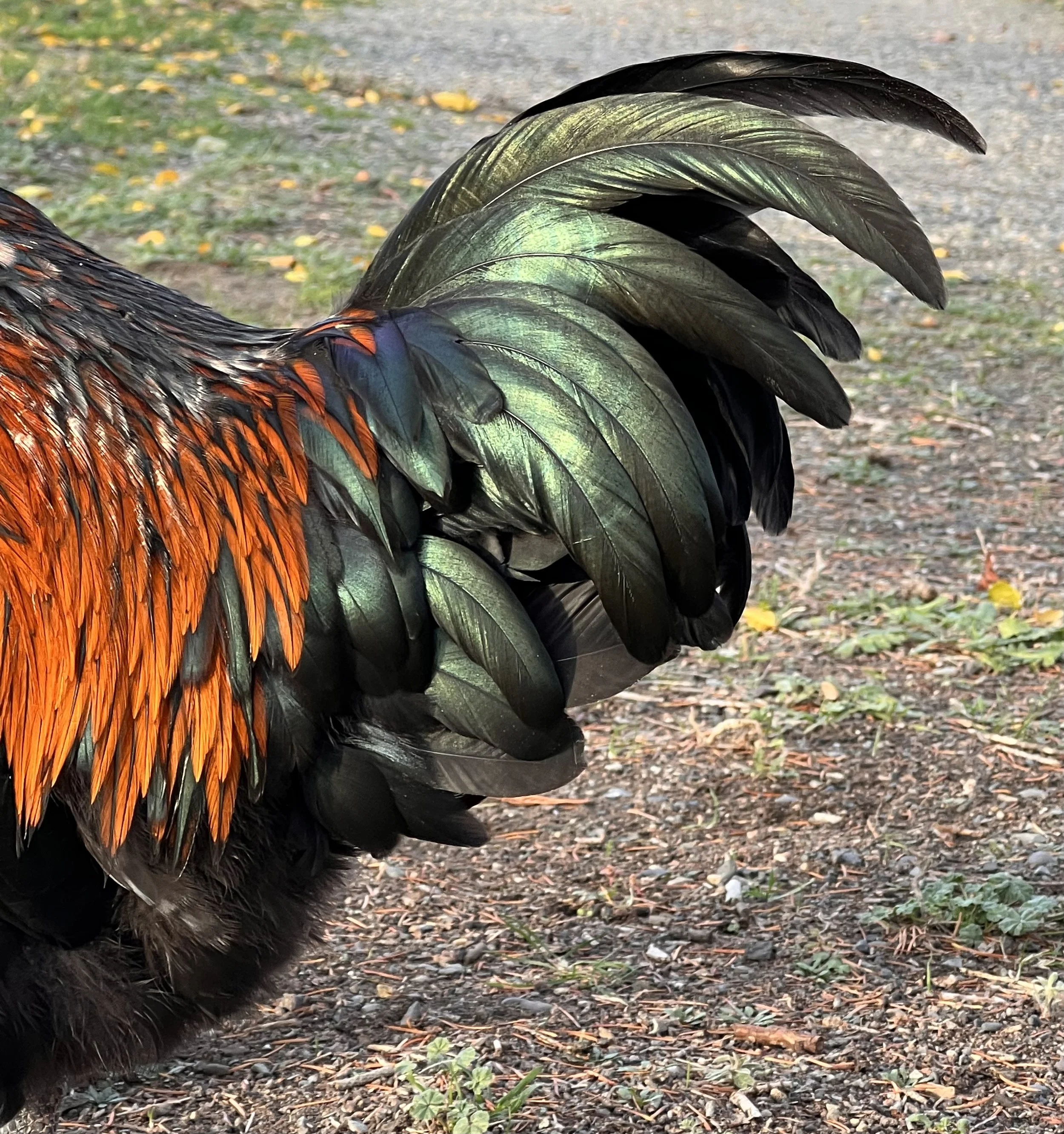 countryside-sundoremi-sunset-yakima-granger-winery-rooster-fether.jpeg