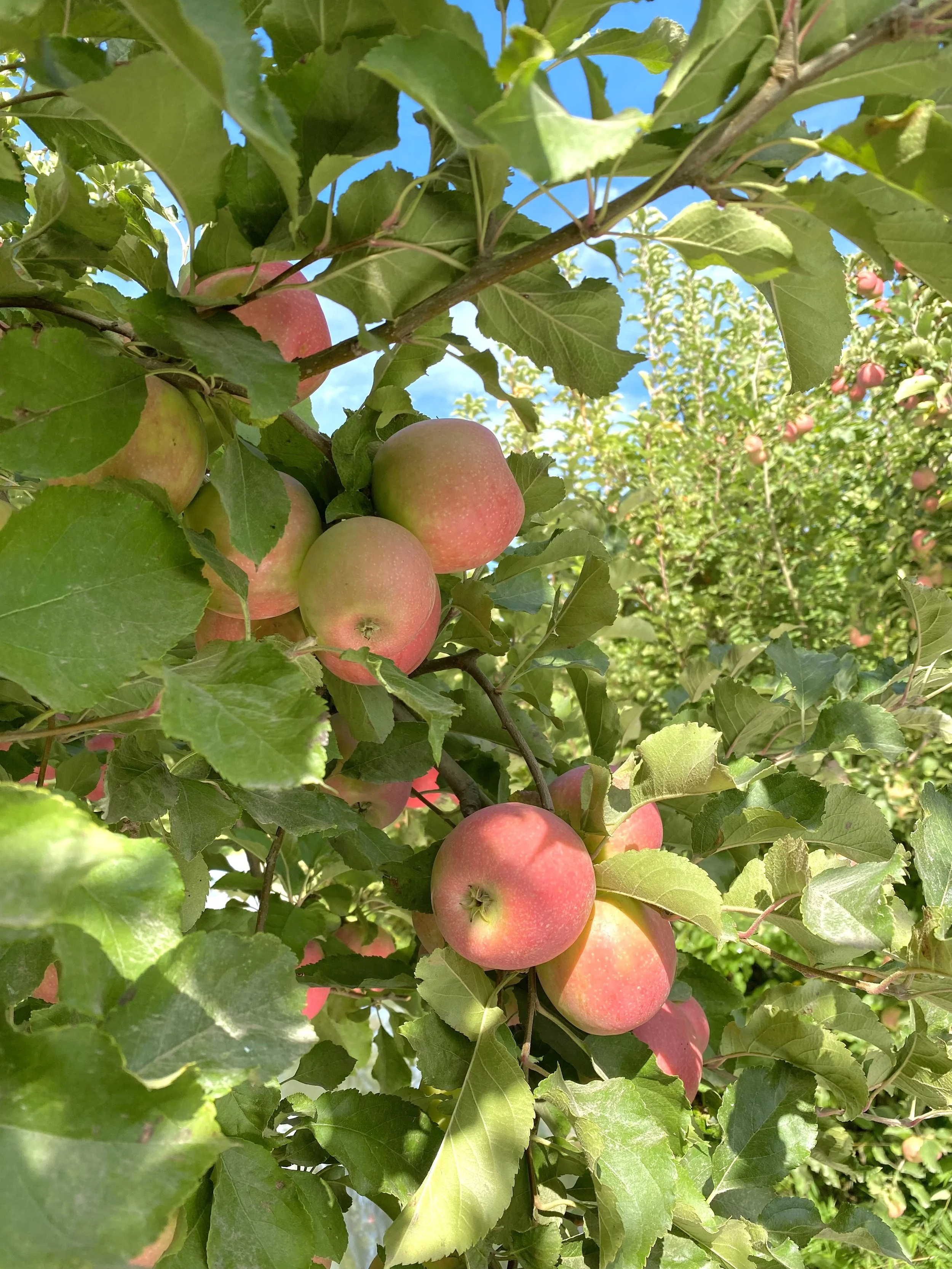 countryside-sundoremi-sunset-yakima-granger-winery-apple.jpeg