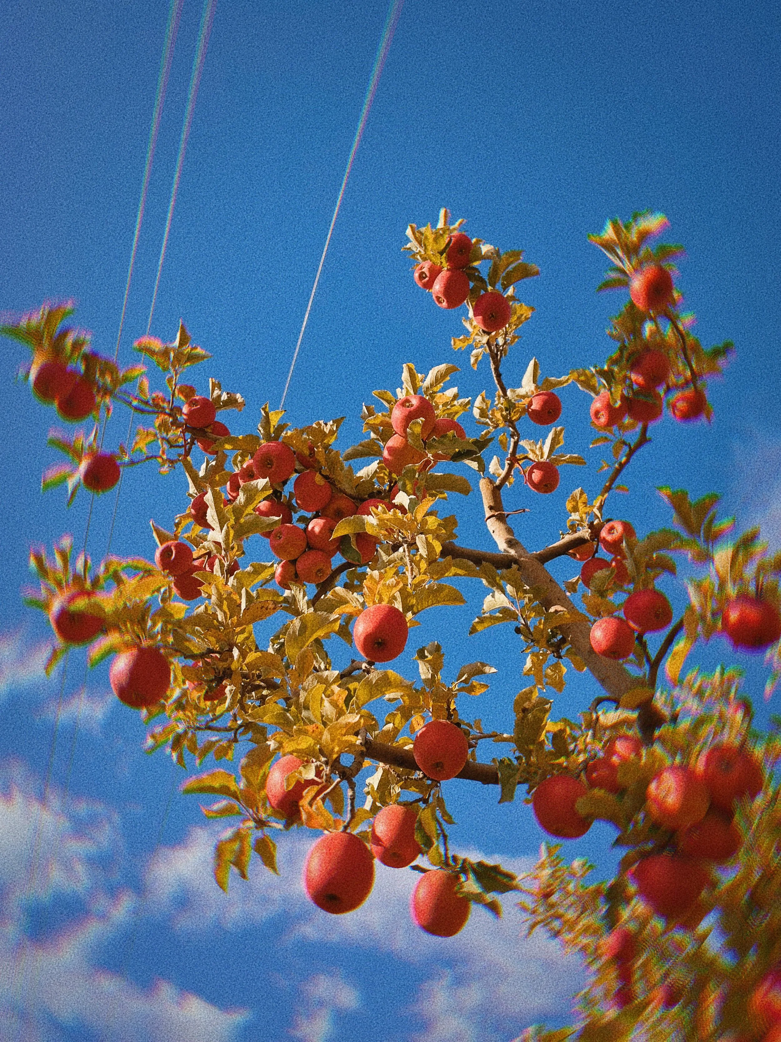 sundoremi-autum-sunset-nature-little-flower-apple.JPG