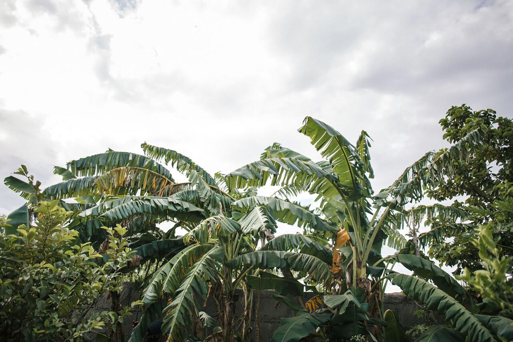Palm1.jpg